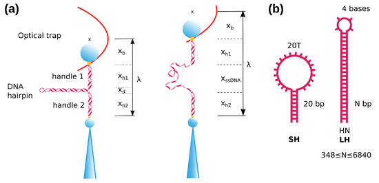 DNA ストランド　STRAND 鎖　15p Sugar-Pucker Force-Induced Transition in Single-Stranded DNA