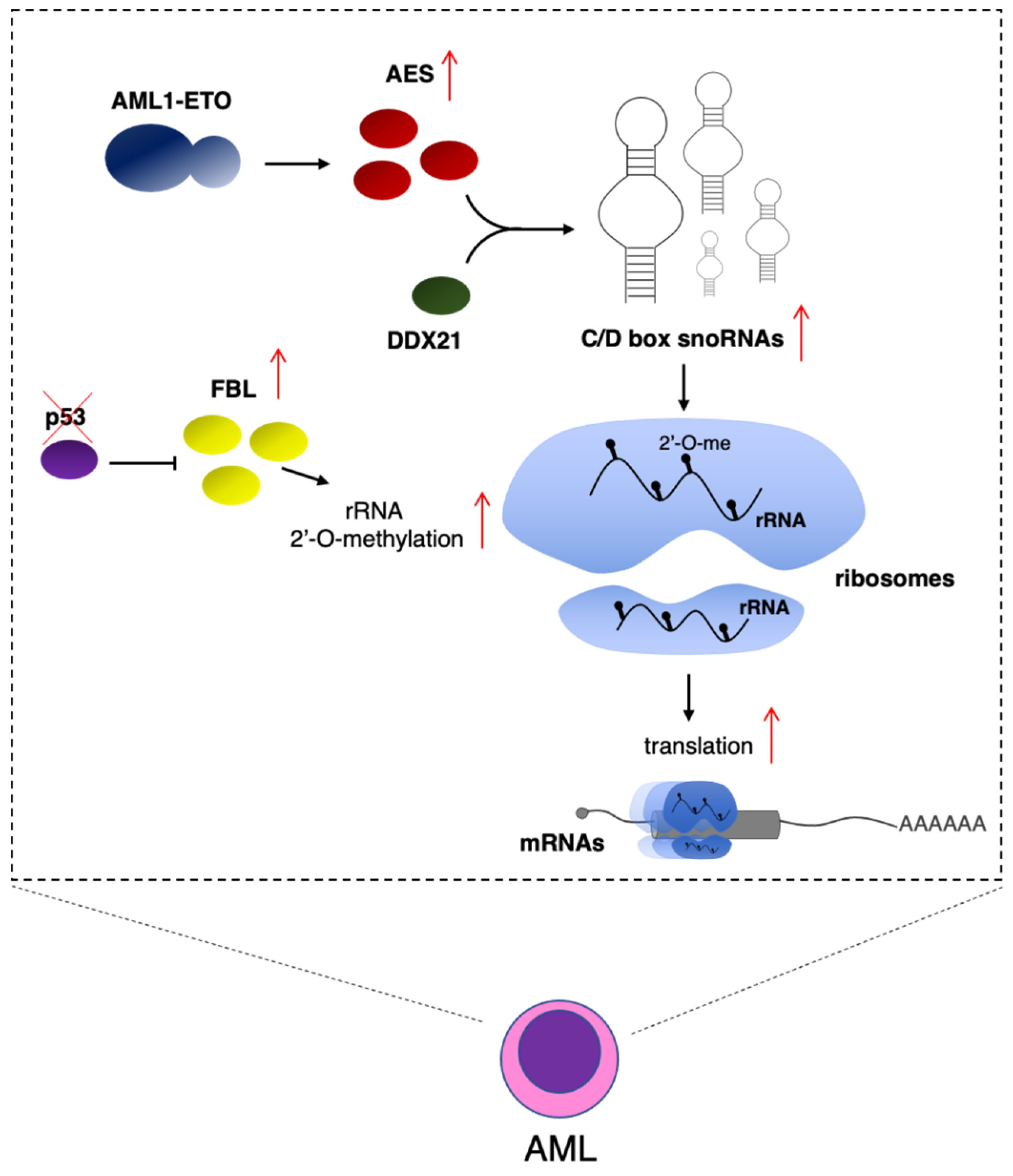 Ijms 22 04755 g002 Ijms 22 04755 g002
