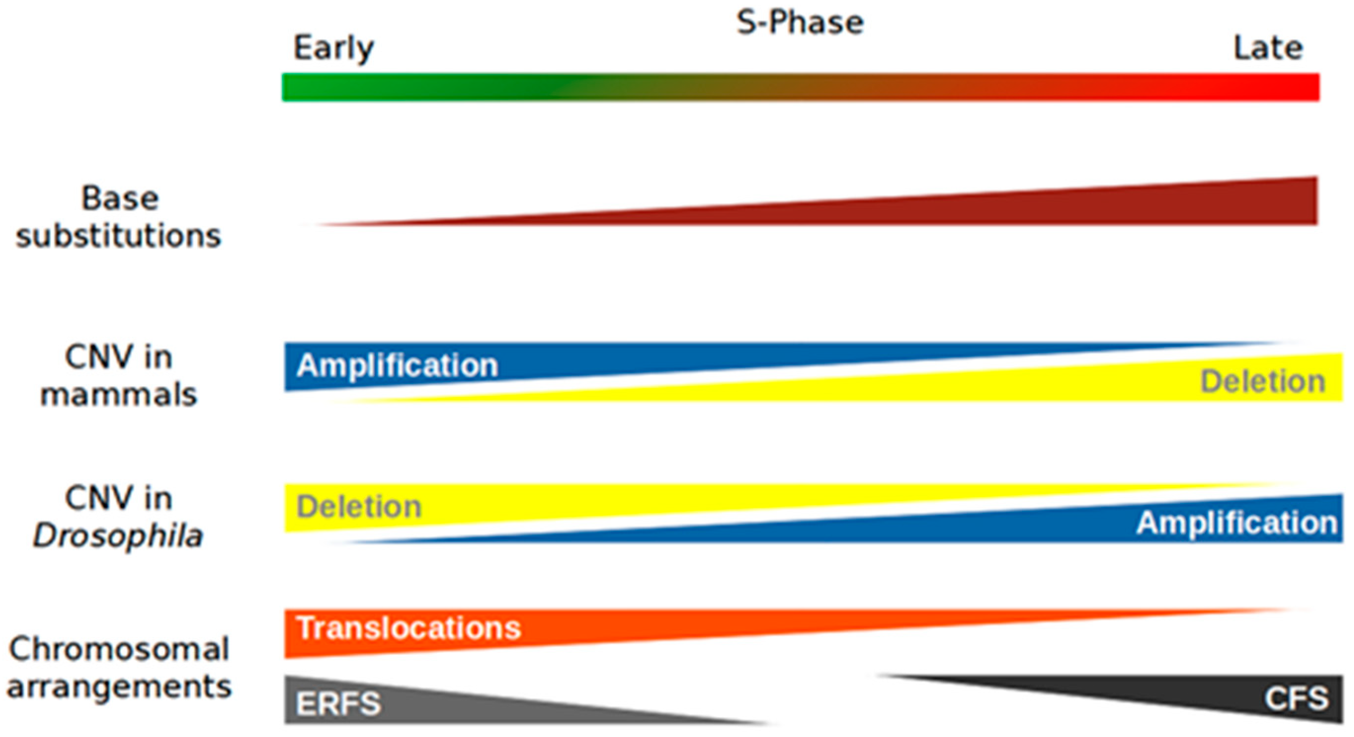Gene Zemen Obituary Died In Arizona On Christmas Eve 2022 Ijms | Free Full-Text | Replication Stress, Genomic Instability, And  Replication Timing: A Complex Relationship | Html