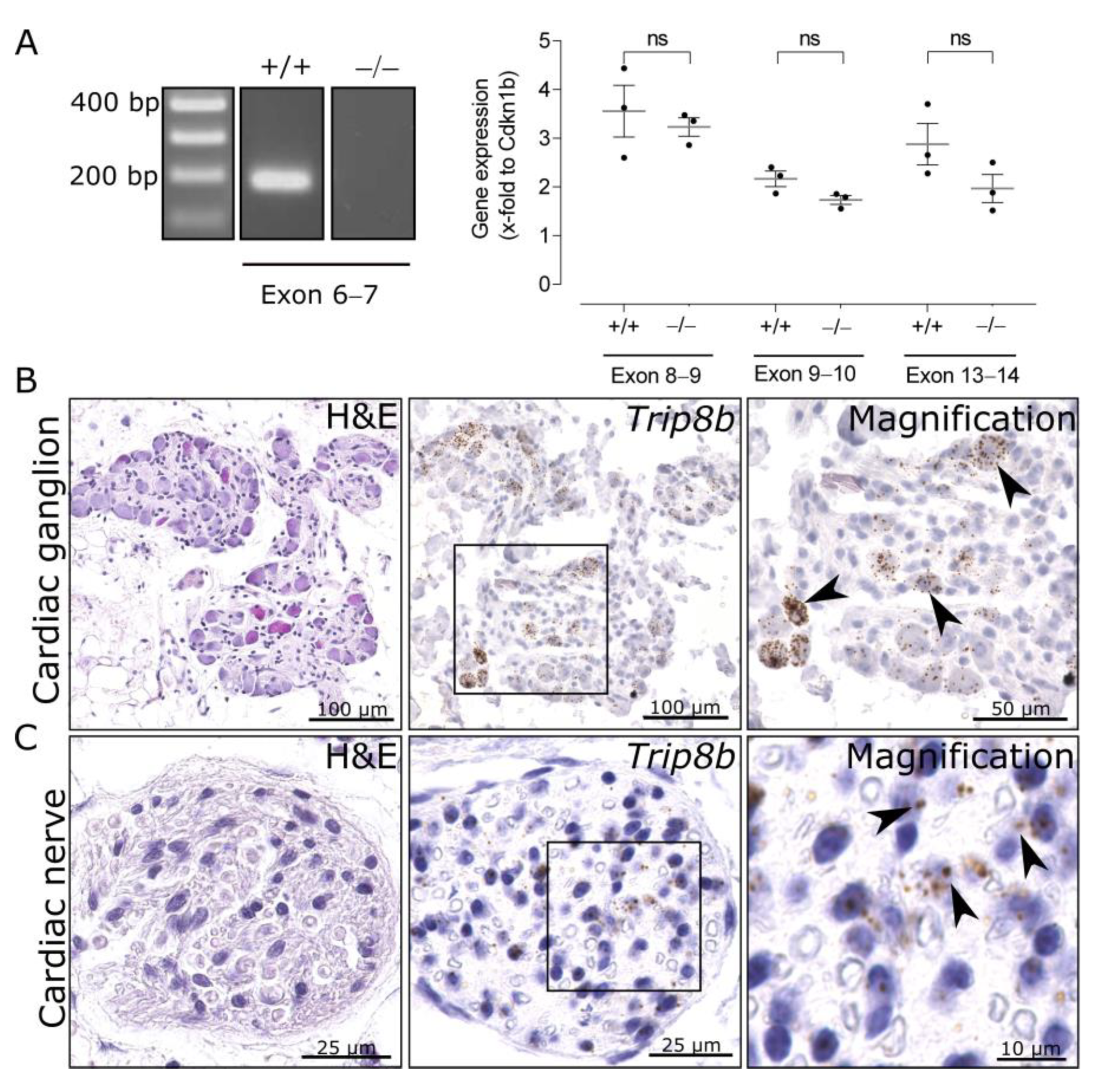 Ijms 22 04772 g002 Ijms 22 04772 g002