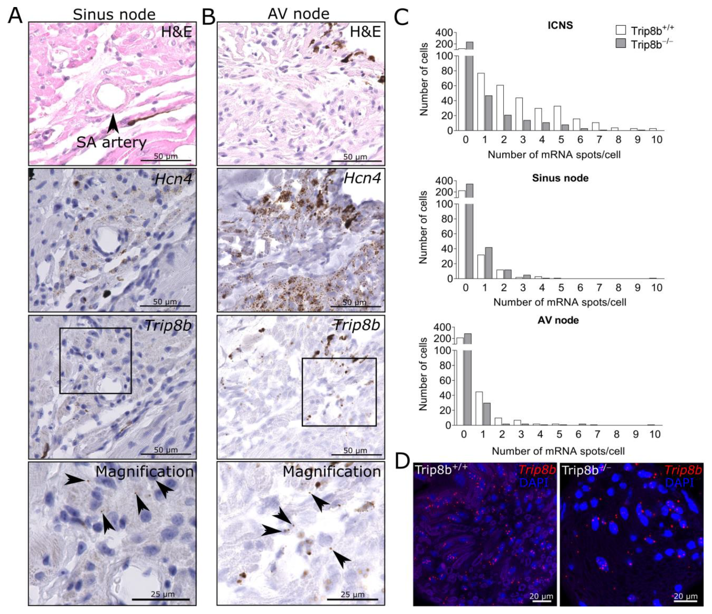 Ijms 22 04772 g003 Ijms 22 04772 g003