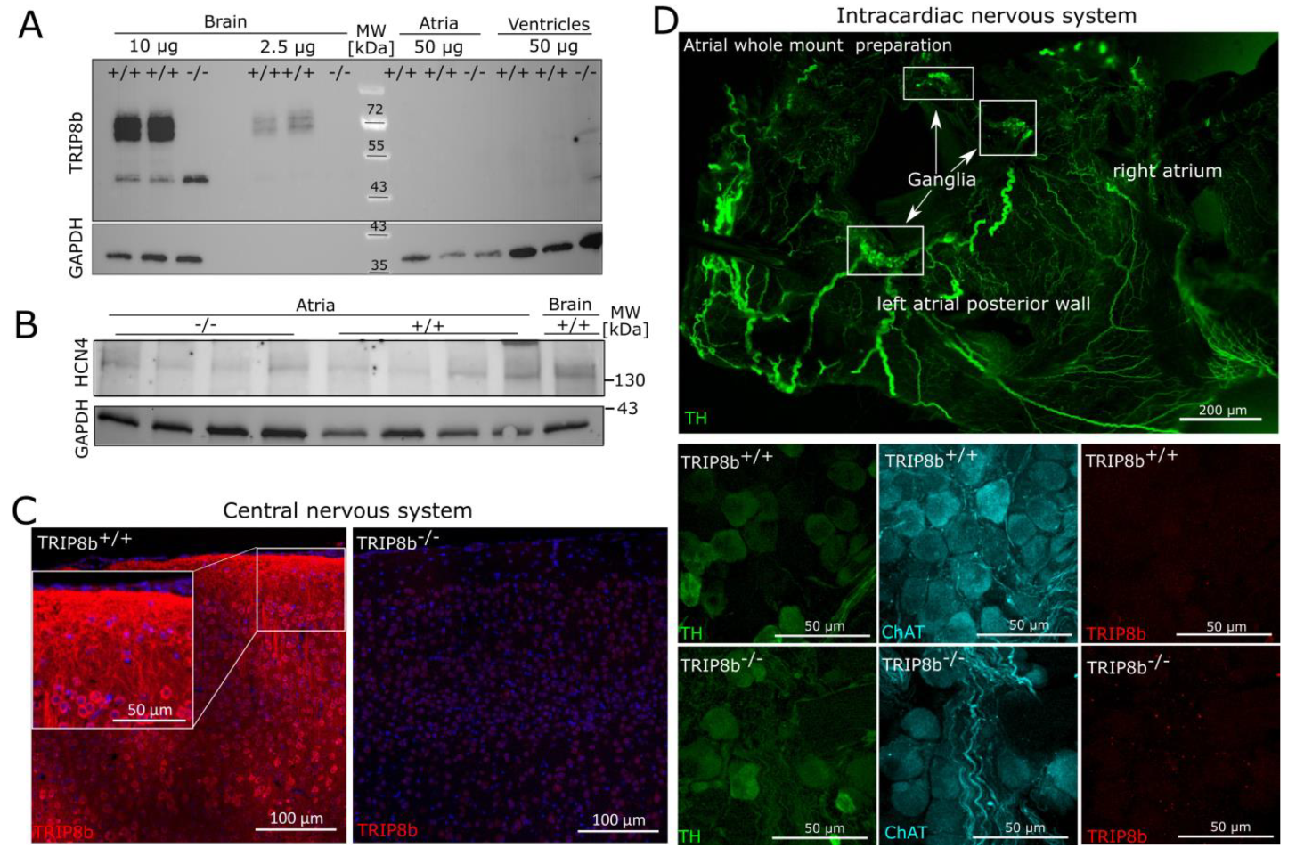 Ijms 22 04772 g004 Ijms 22 04772 g004