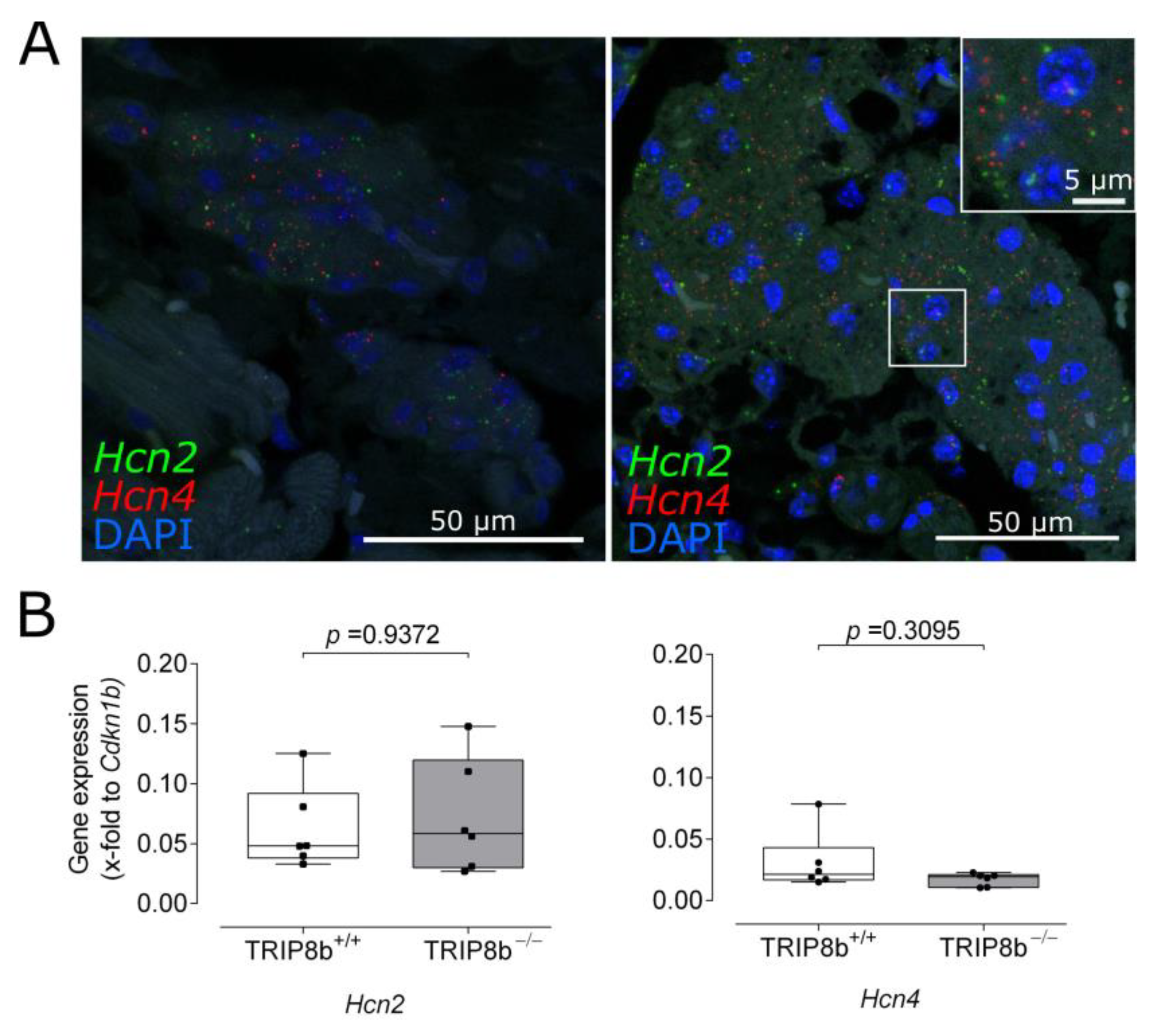 Ijms 22 04772 g006 Ijms 22 04772 g006