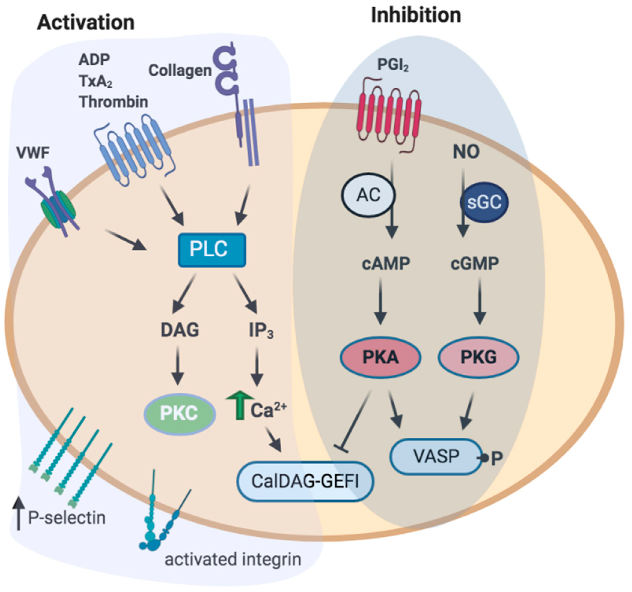 Ijms 22 04776 g002 Ijms 22 04776 g002