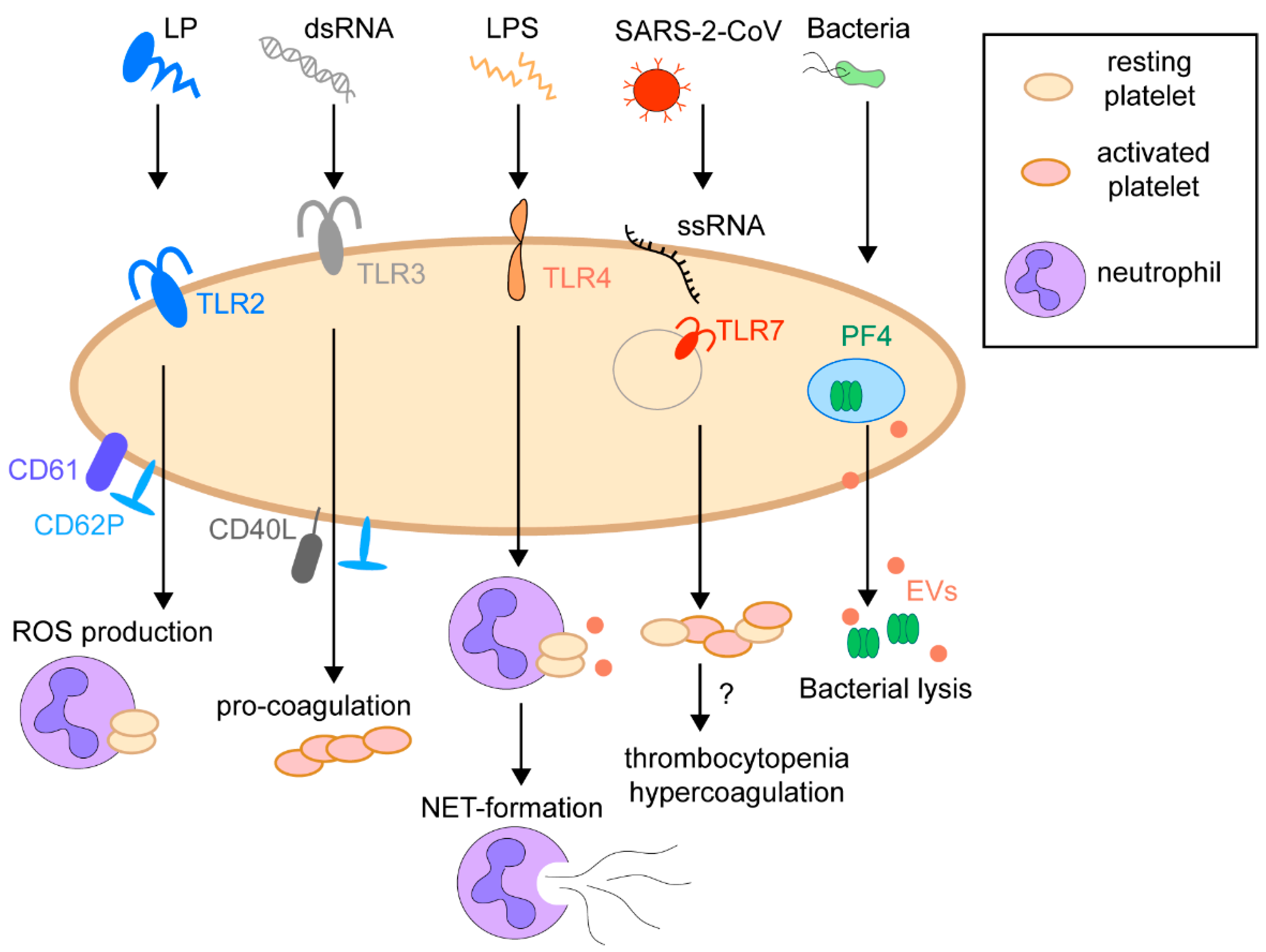 Ijms 22 04776 g003 Ijms 22 04776 g003