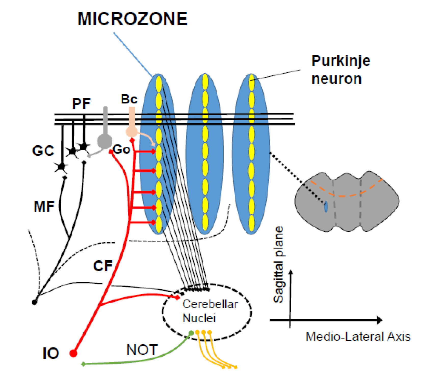 その他 [FaB] Cerebellum Processor CF Cerebellum Processor - Armory Deck: Dash - Flesh and Blood