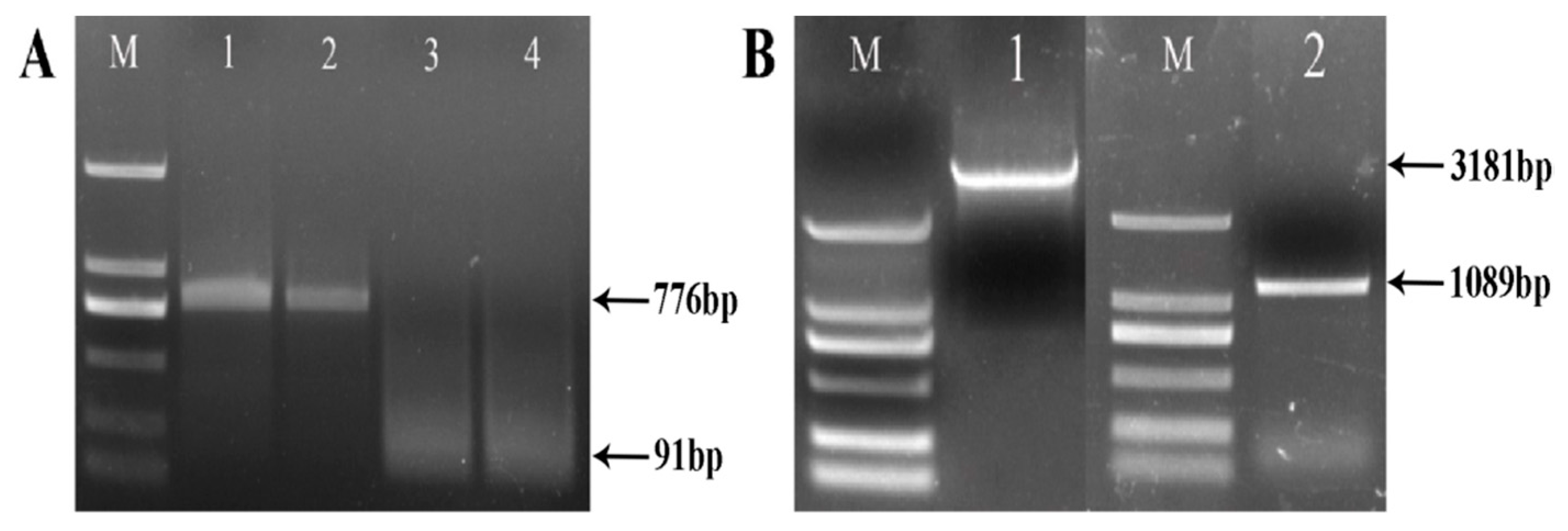 A Venom Allergen-Like Protein, RsVAP, the First Discovered