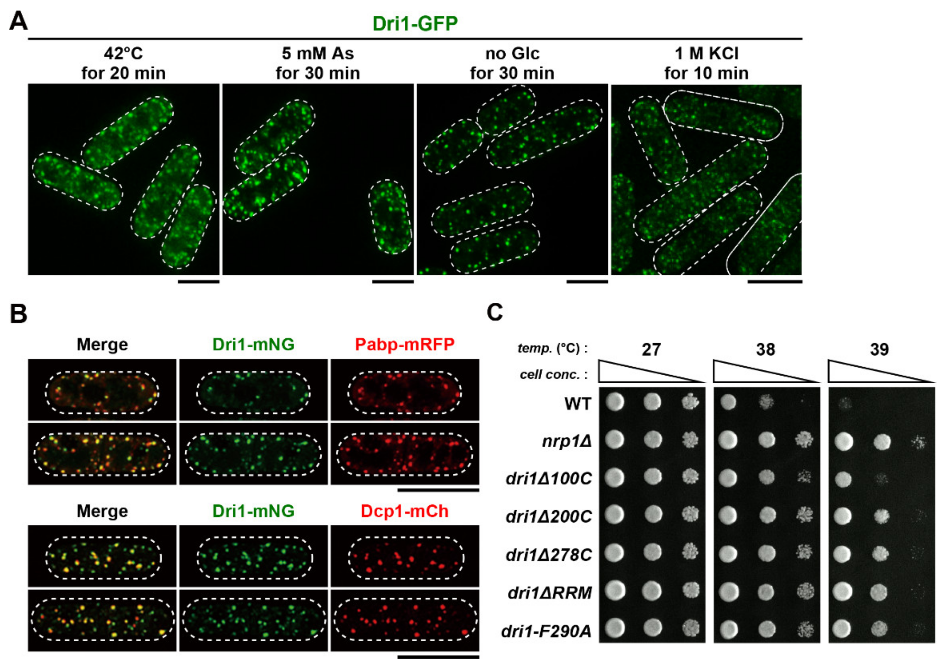 Ijms 22 04795 g006