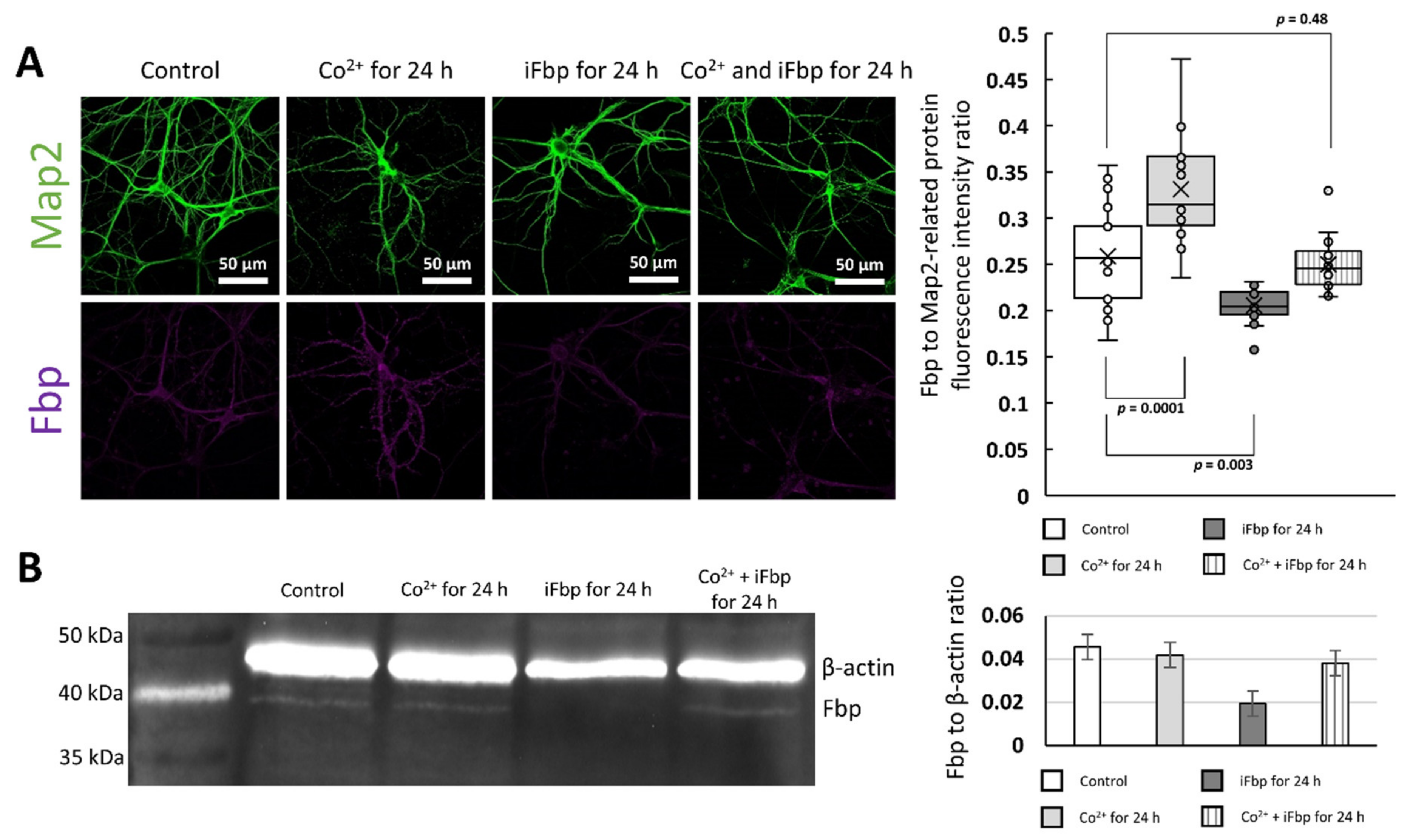 Ijms 22 04800 g003 Ijms 22 04800 g003