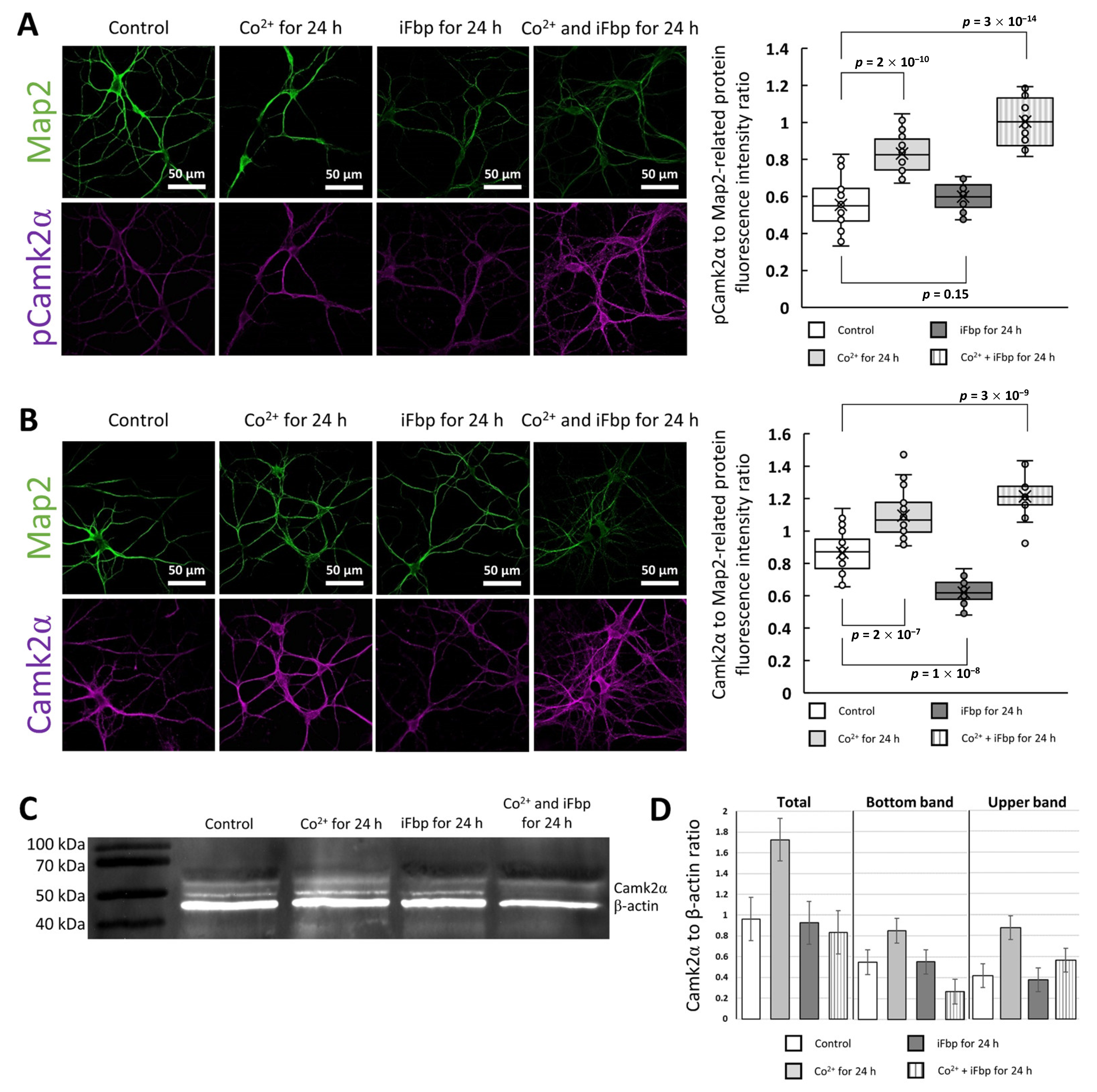 Ijms 22 04800 g005 Ijms 22 04800 g005