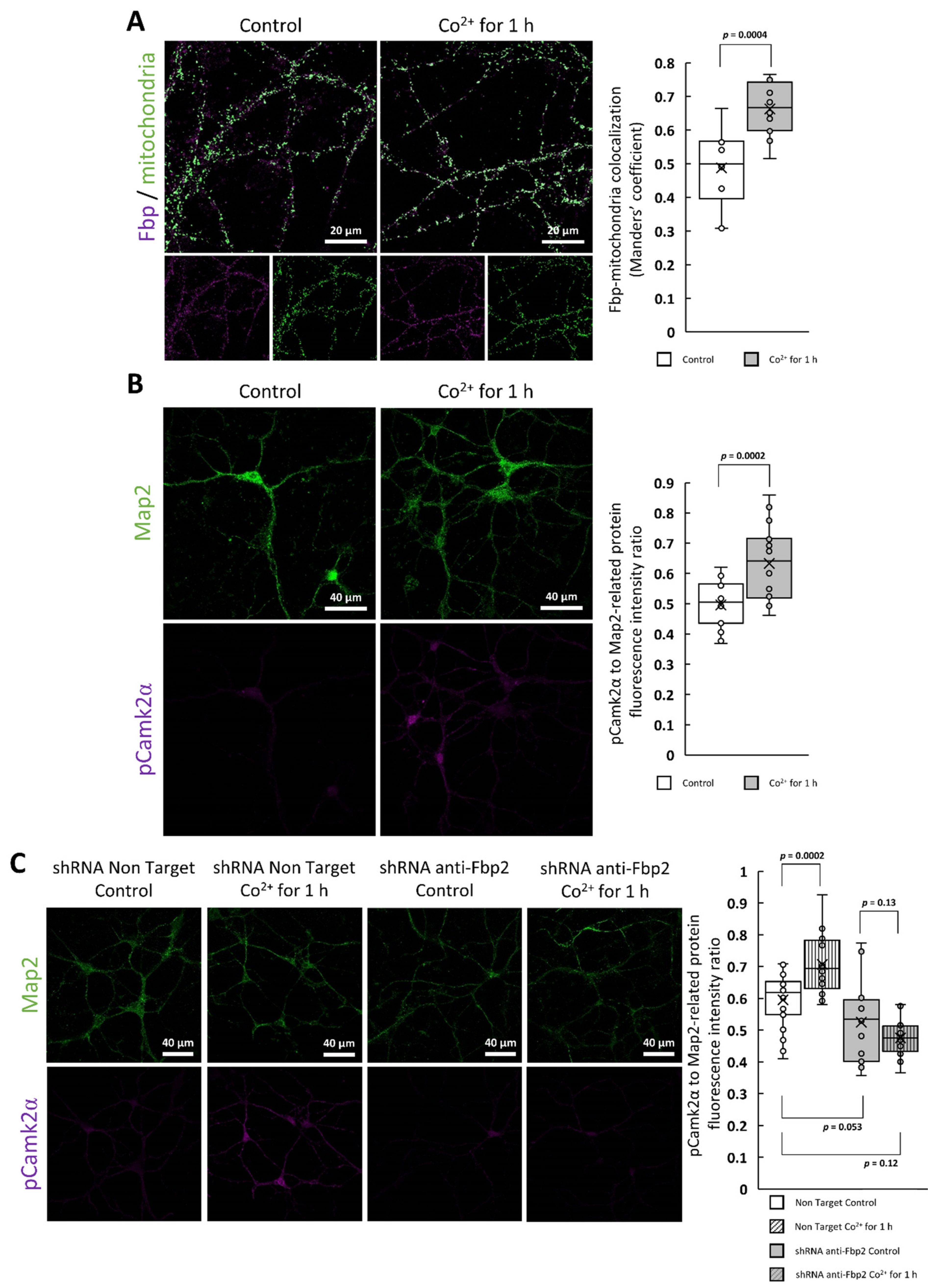 Ijms 22 04800 g007 Ijms 22 04800 g007