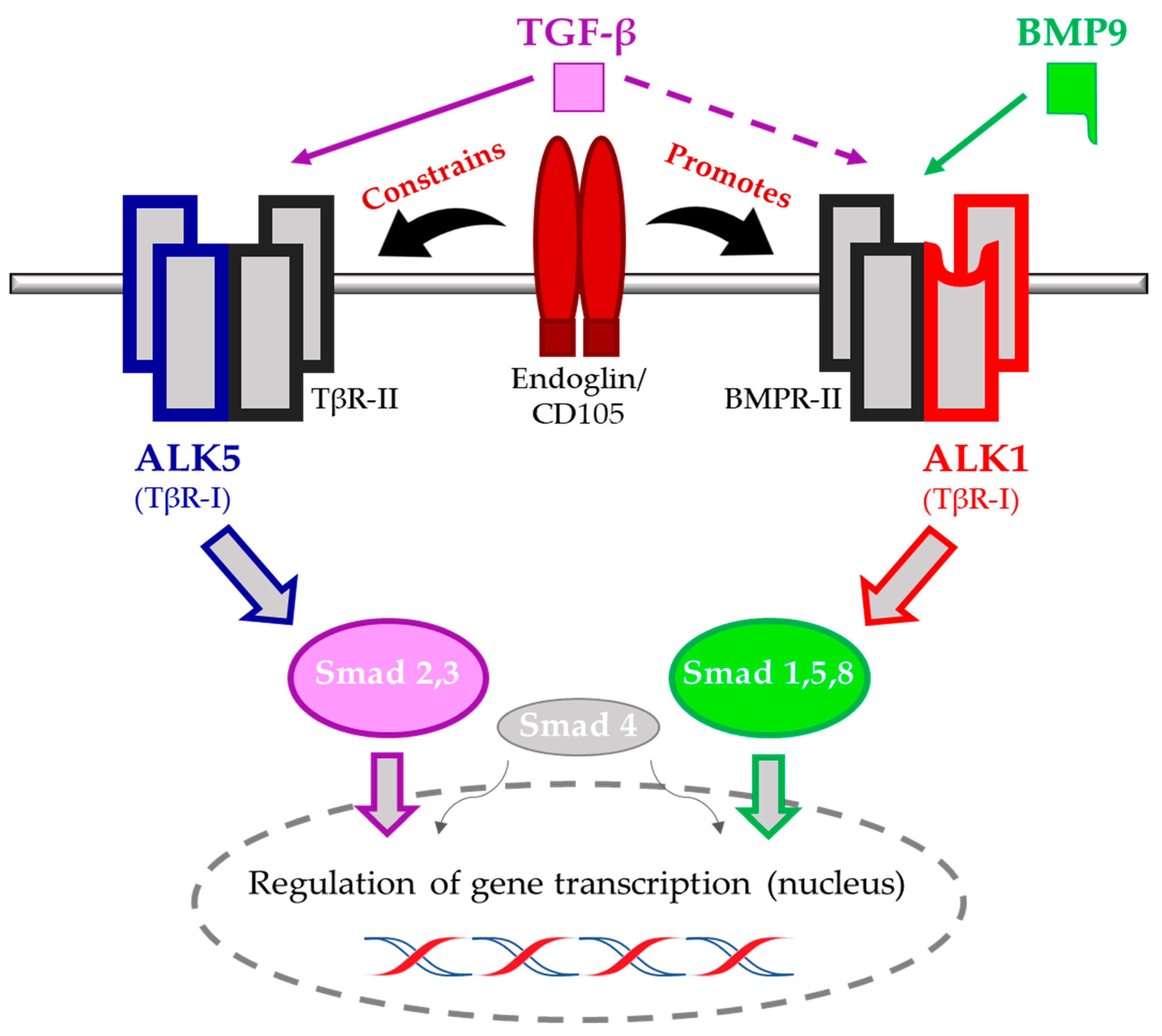 IJMS | Free Full-Text | Endoglin/CD105-Based Imaging of Cancer and