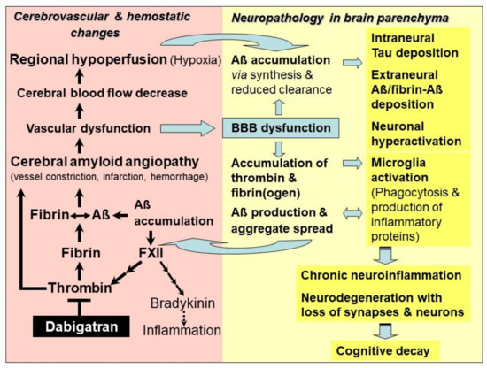 Ijms Free Full Text Alzheimer S Disease Rationales For Potential Treatment With The Thrombin Inhibitor Dabigatran Html