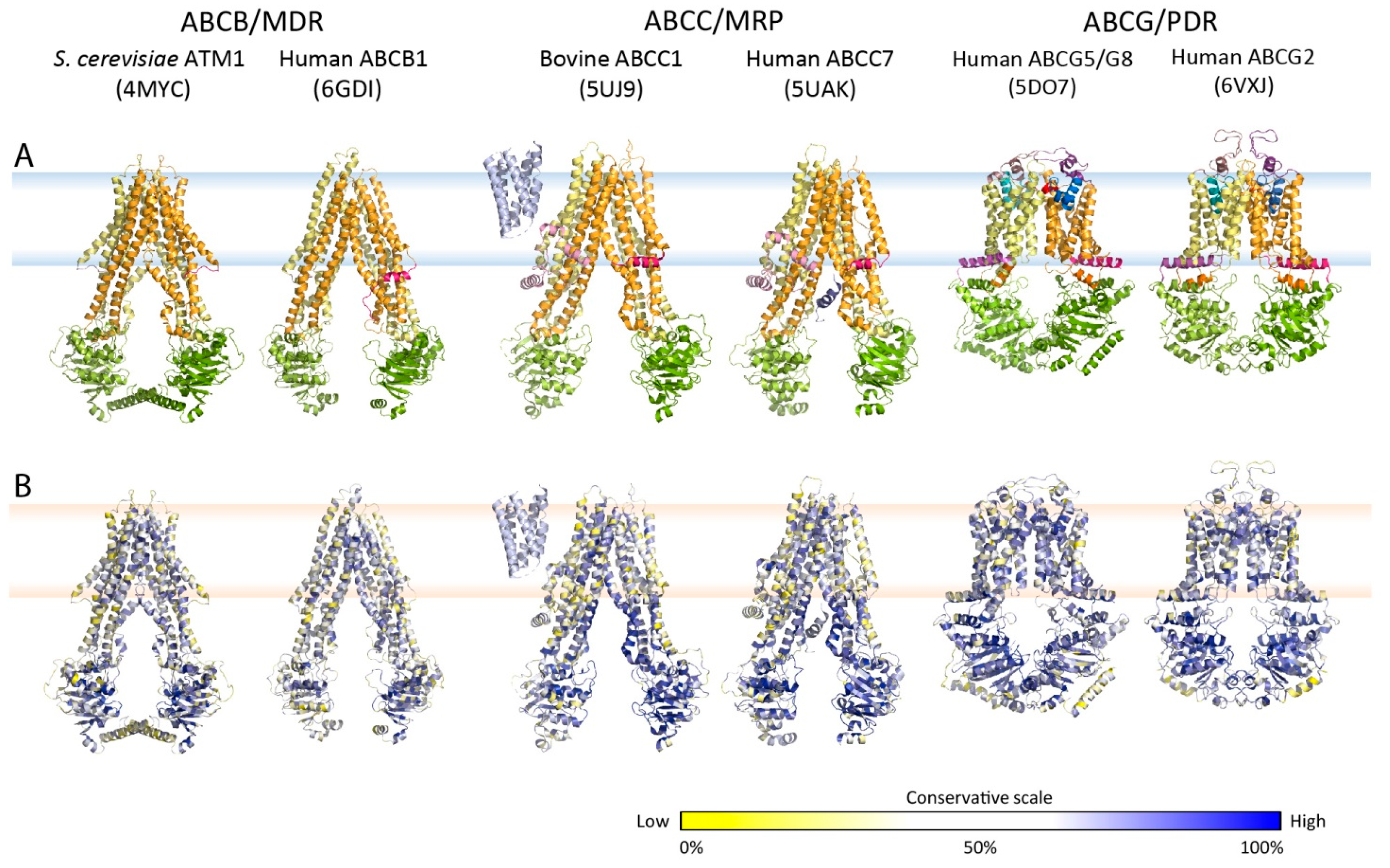 Ijms 22 04806 g002 Ijms 22 04806 g002