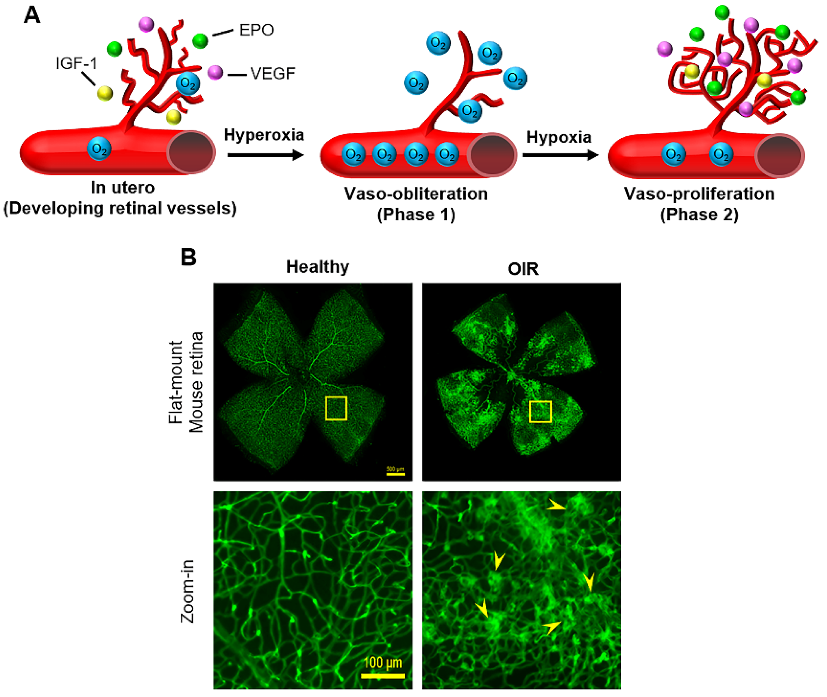Ijms 22 04809 g003 Ijms 22 04809 g003