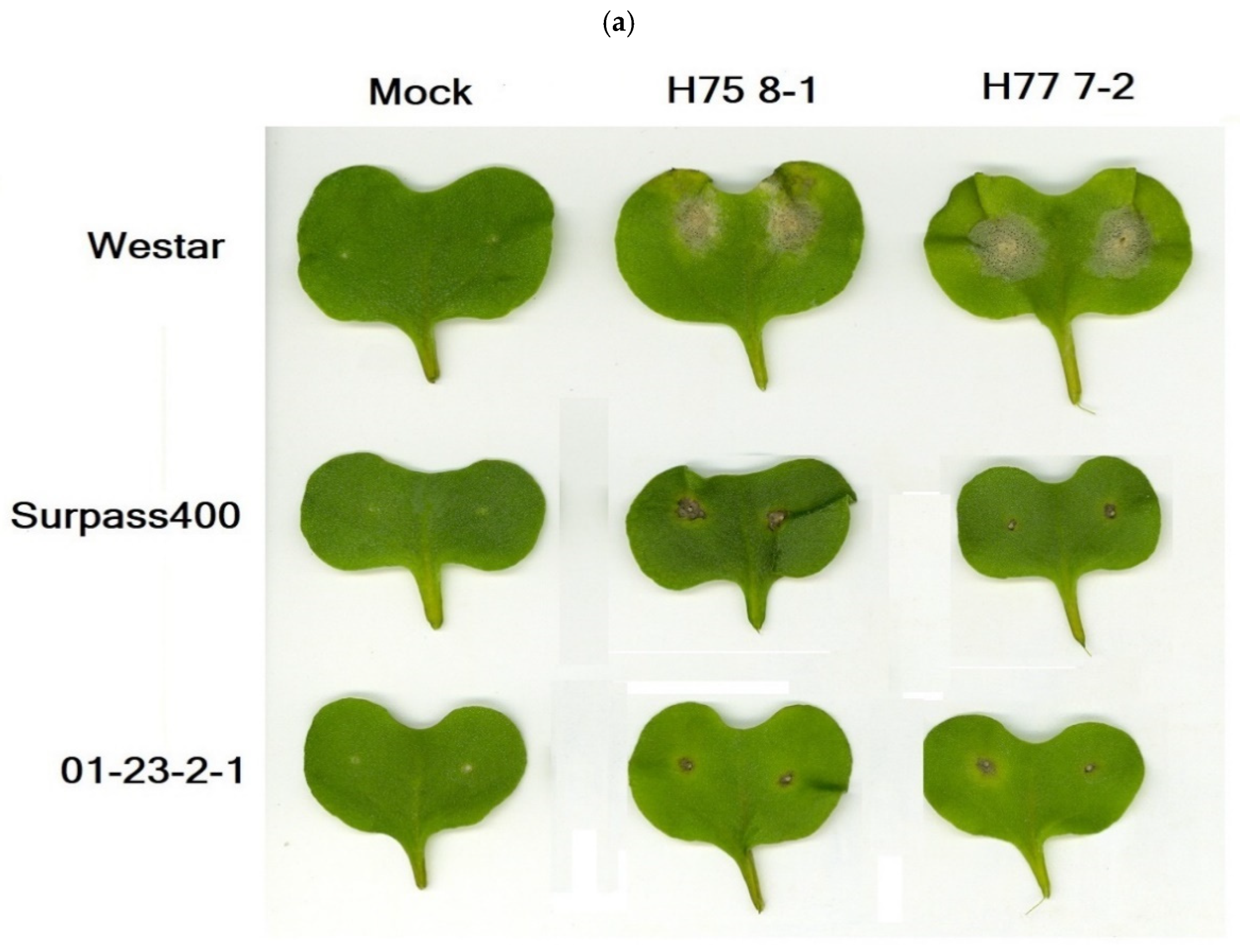 Ijms 22 04812 g001a Ijms 22 04812 g001a