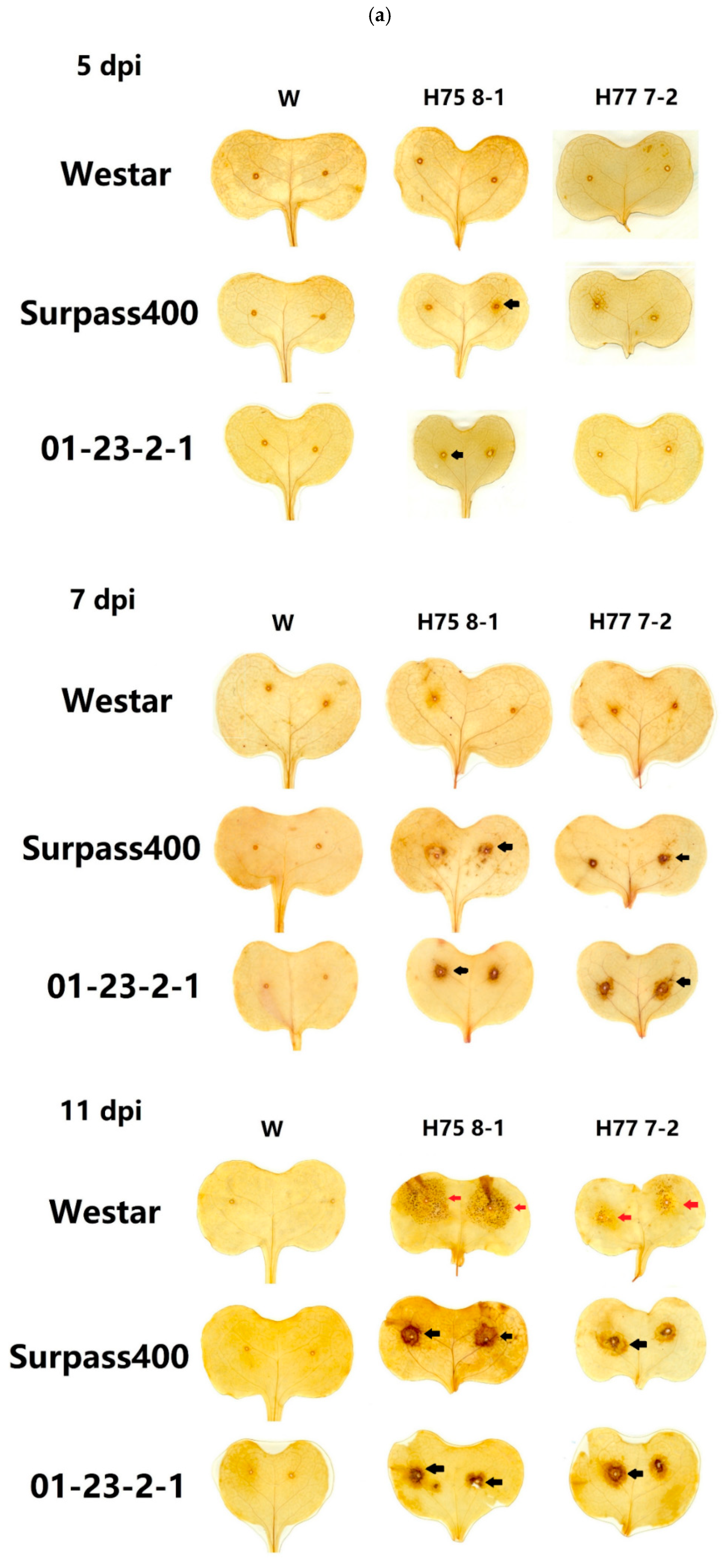 Ijms 22 04812 g002a Ijms 22 04812 g002a