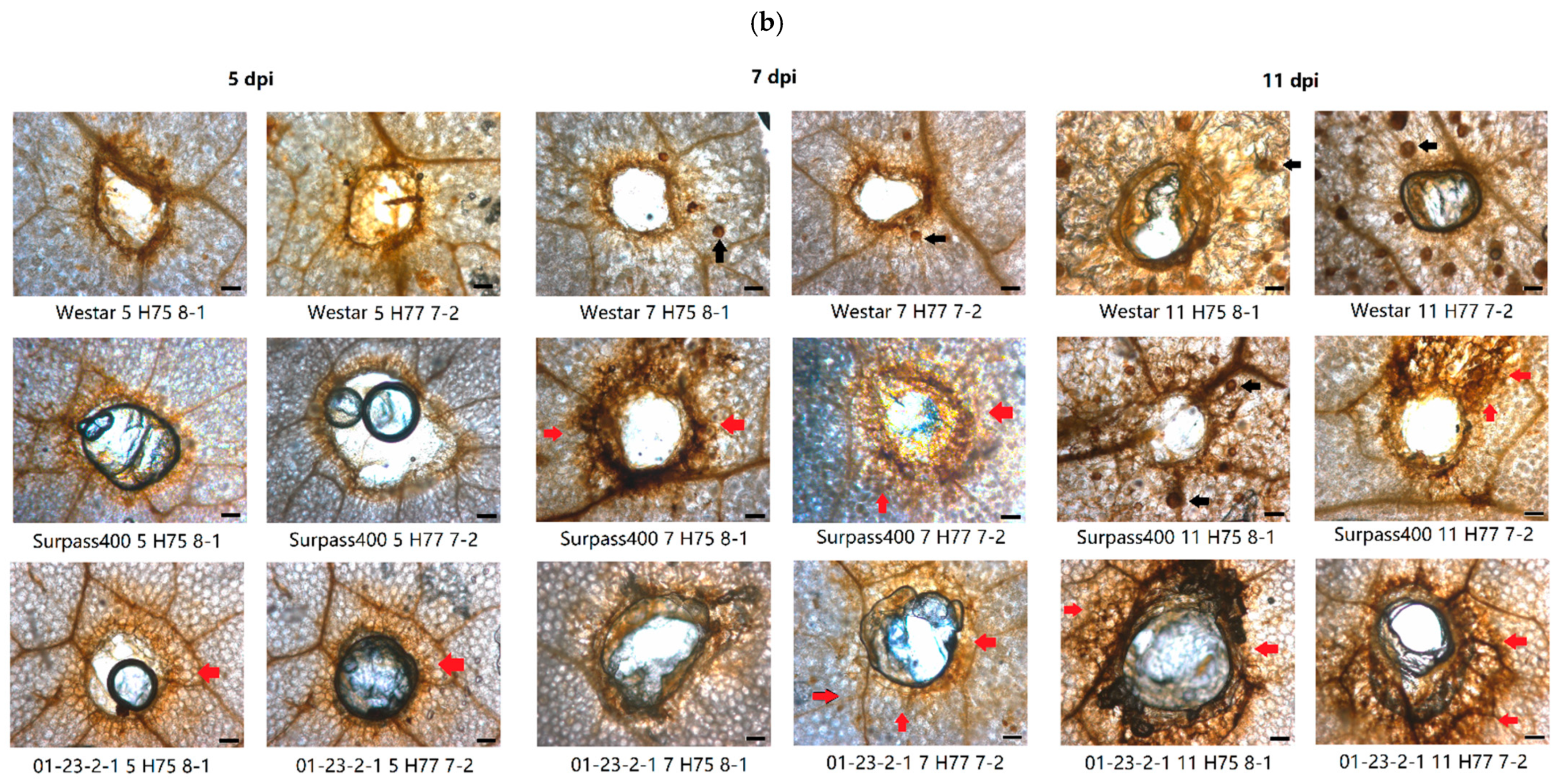 Ijms 22 04812 g002b Ijms 22 04812 g002b