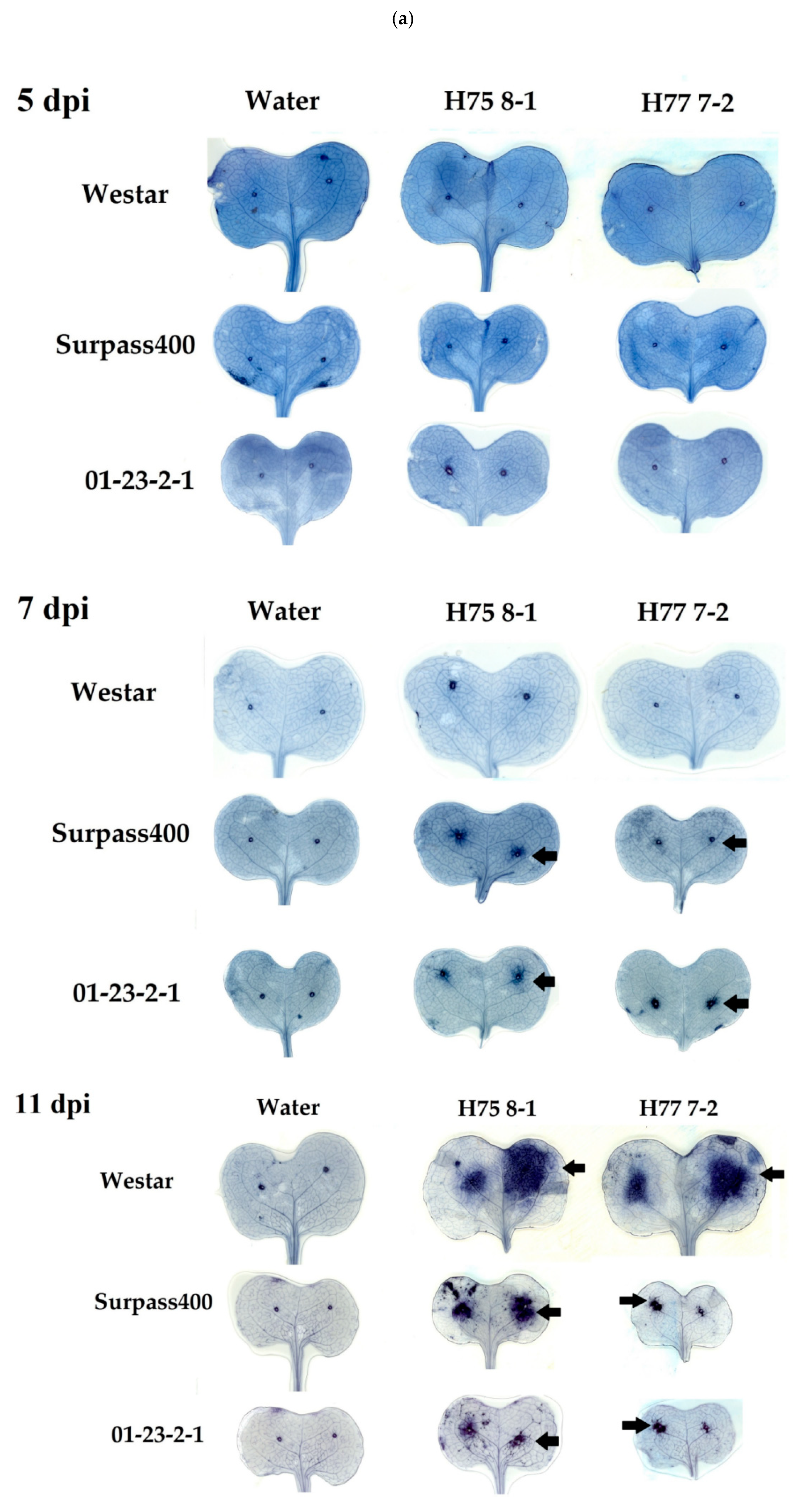 Ijms 22 04812 g003a Ijms 22 04812 g003a