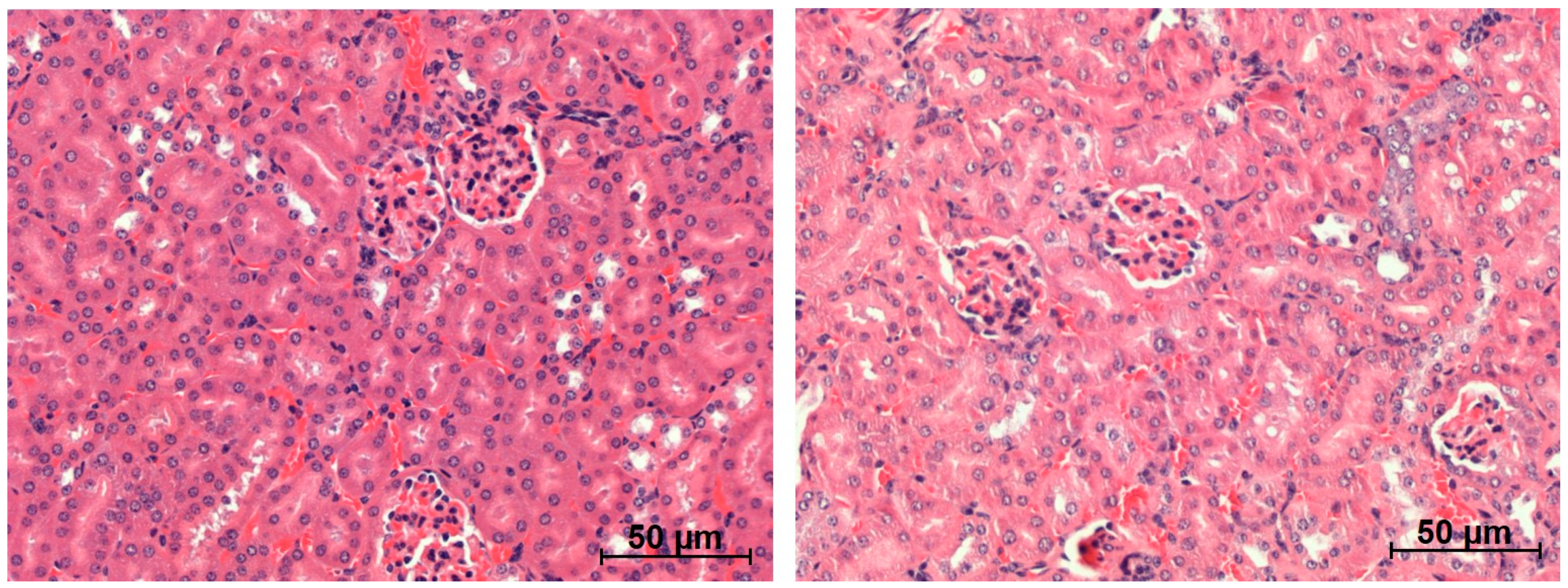 Ijms 22 04815 g005 Ijms 22 04815 g005