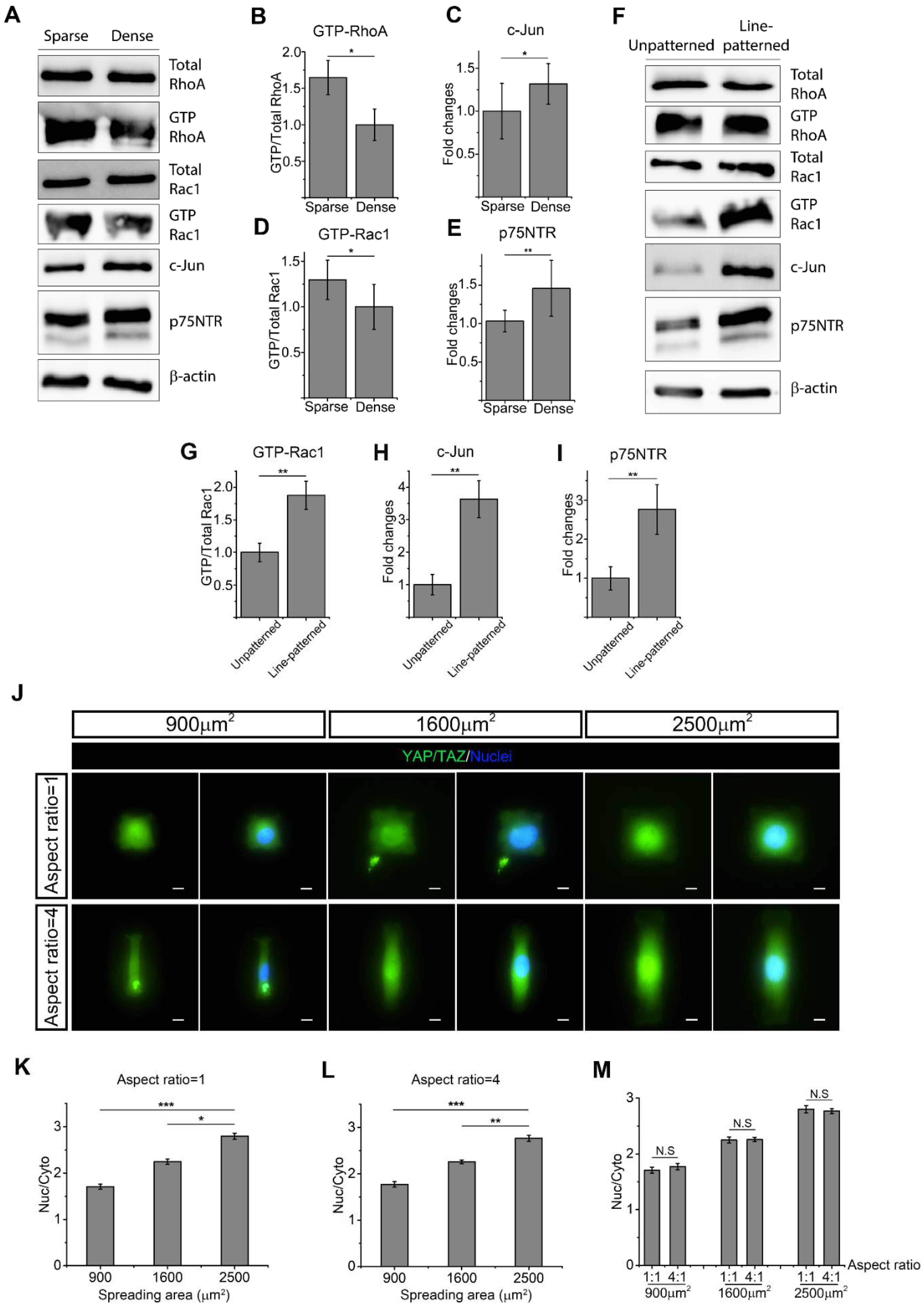 Ijms Free Full Text Cell Shape And Matrix Stiffness Impact Schwann Cell Plasticity Via Yap Taz And Rho Gtpases Html Ijms Free Full Text Cell Shape And Matrix Stiffness Impact Schwann Cell Plasticity Via Yap Taz And Rho Gtpases Html