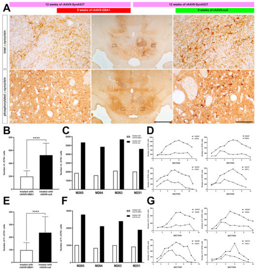 IJMS Free Full Text Glucocerebrosidase Gene Therapy Induces
