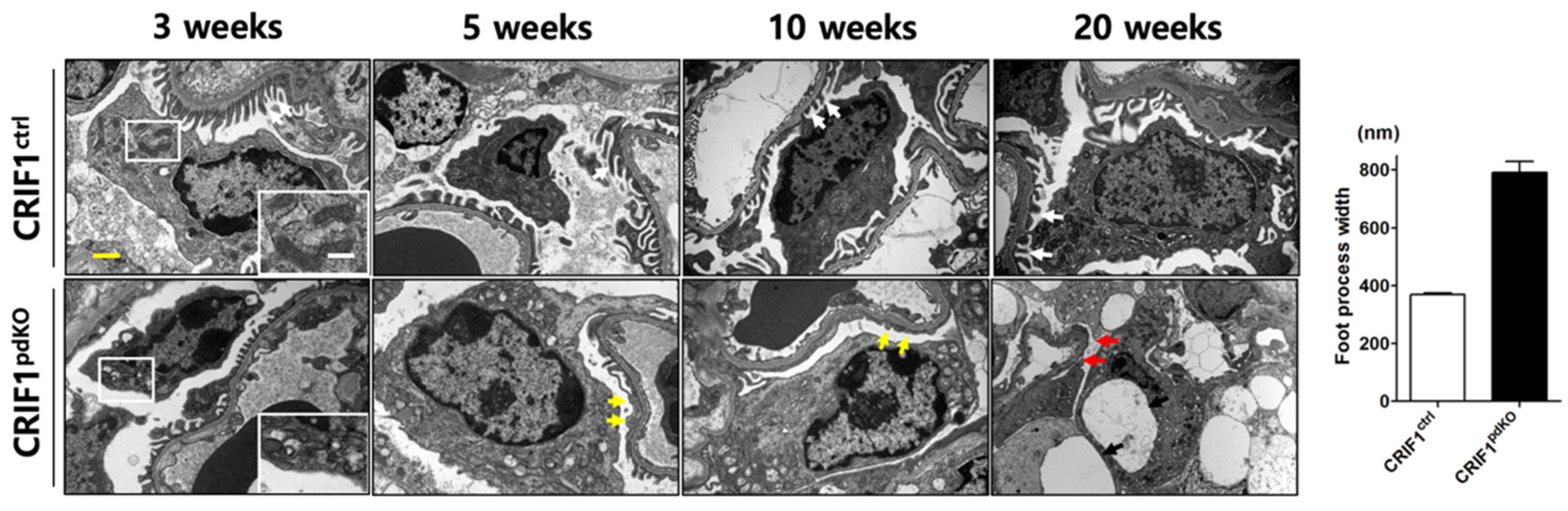 Ijms 22 04827 g003 Ijms 22 04827 g003