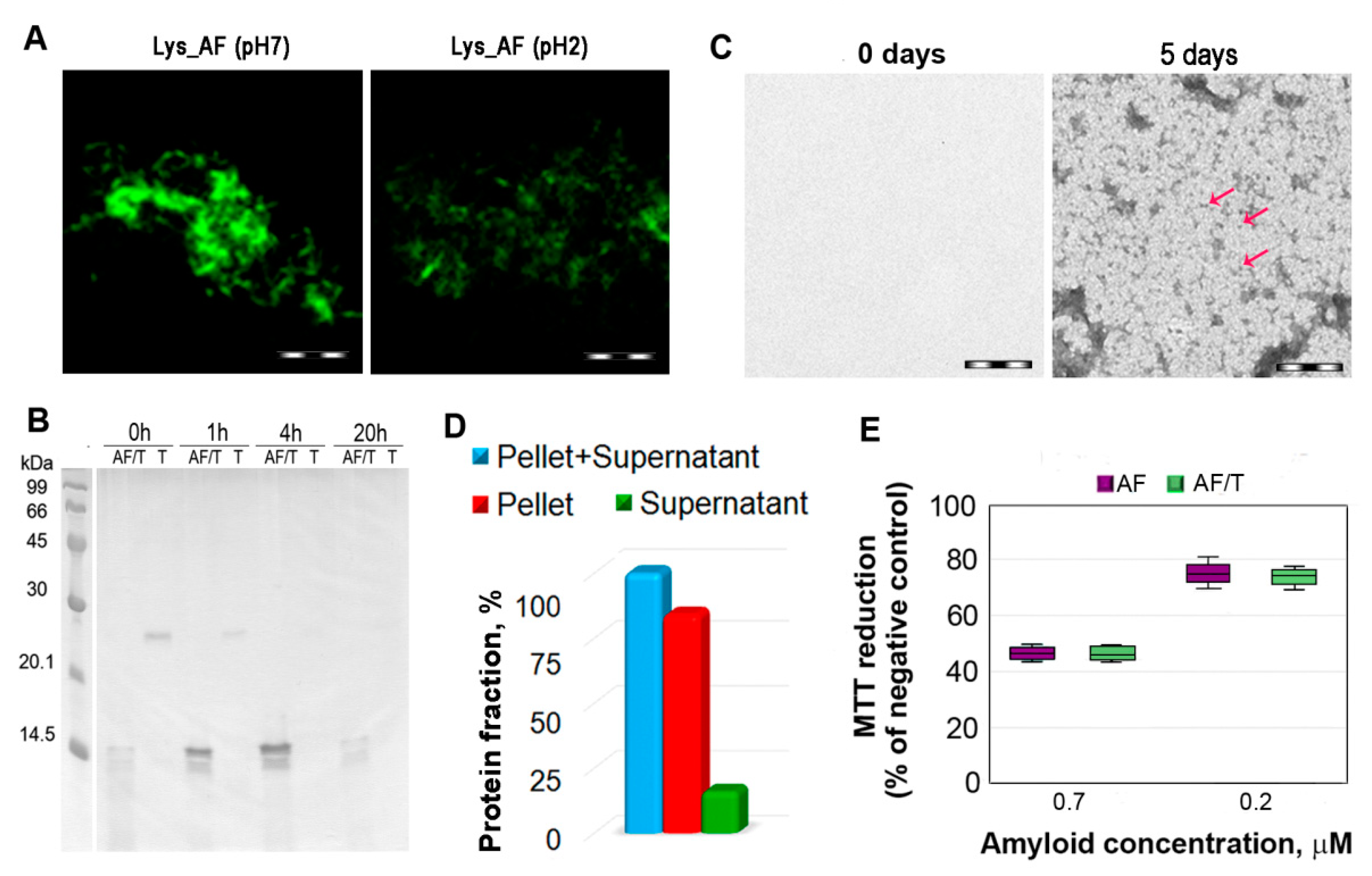 Ijms 22 04828 g004 Ijms 22 04828 g004