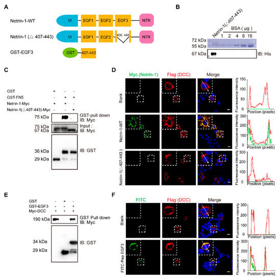 A Novel Netrin-1-Derived Peptide Enhances Protection against