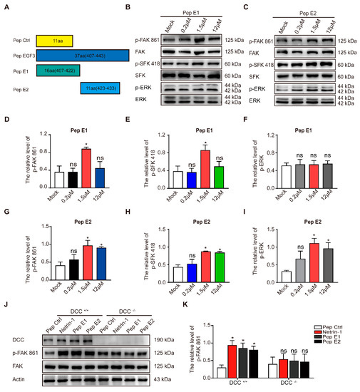 A Novel Netrin-1-Derived Peptide Enhances Protection against