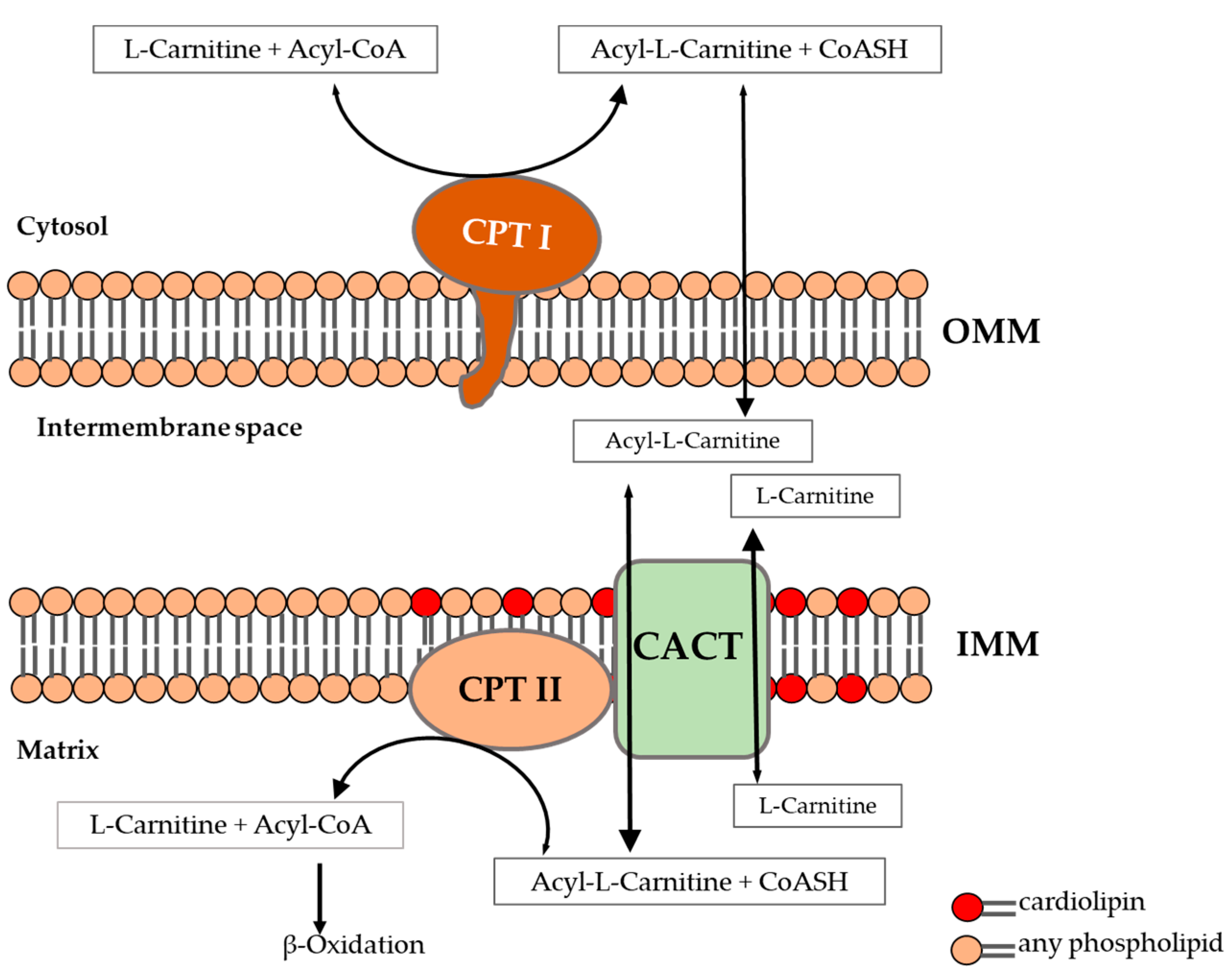 Carnitine Shuttle System