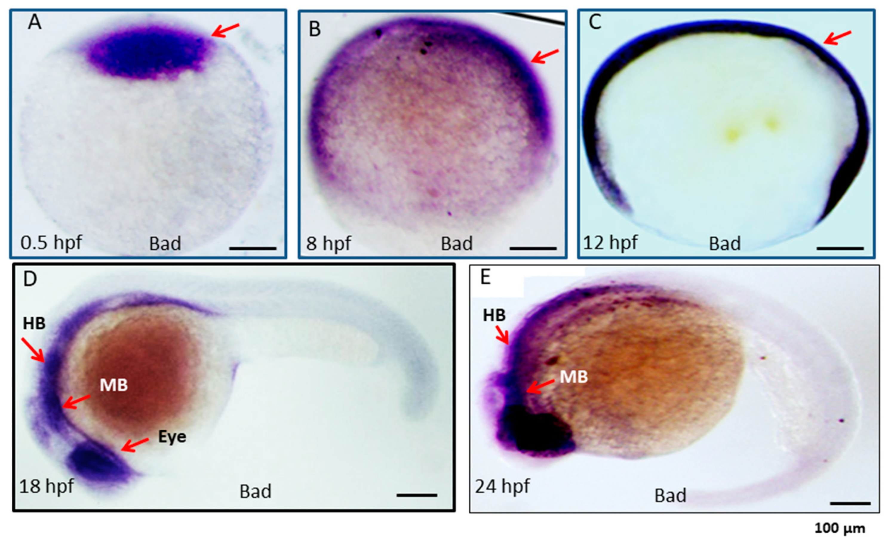 Ijms 22 04832 g001 Ijms 22 04832 g001