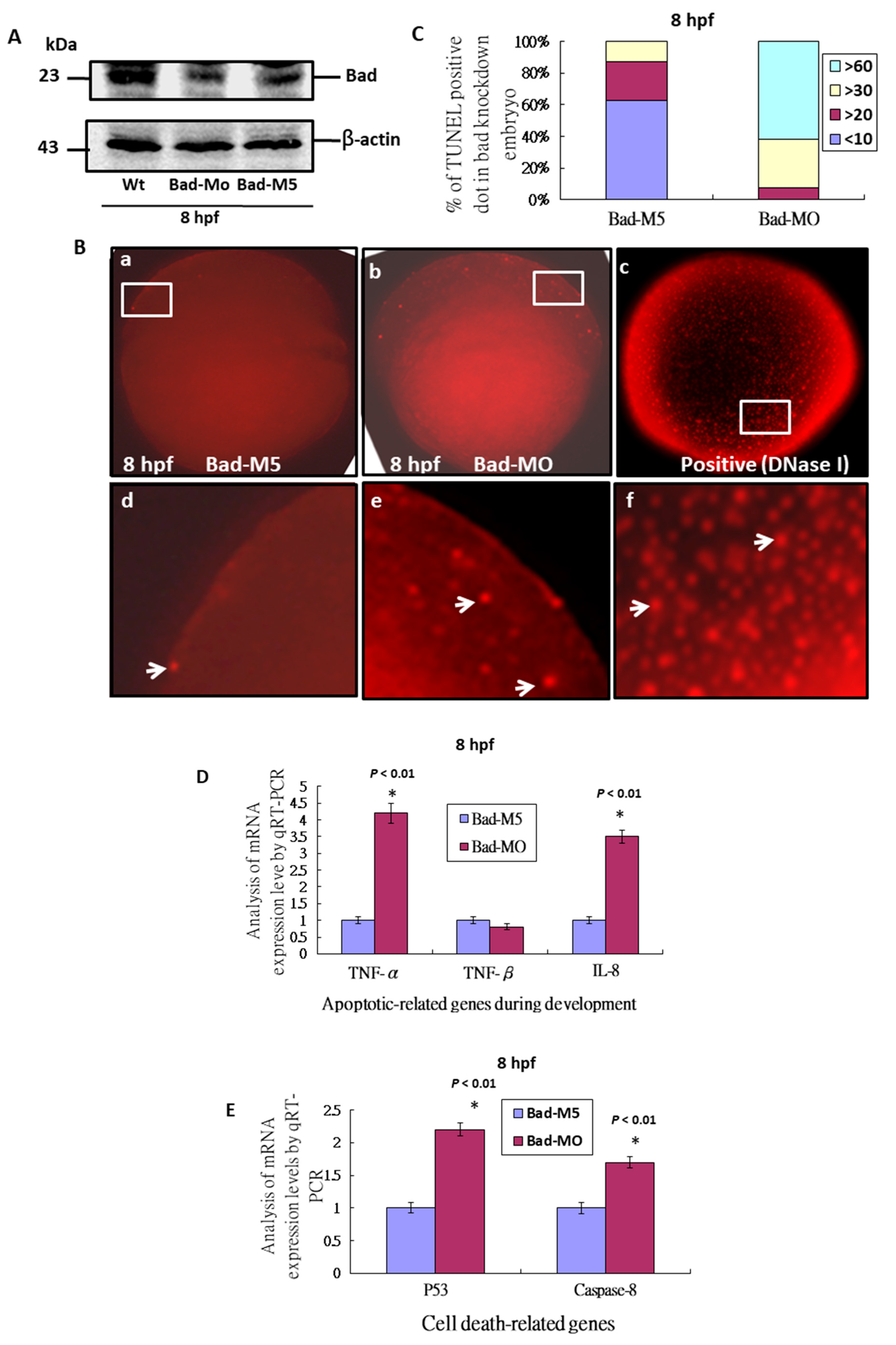Ijms 22 04832 g002 Ijms 22 04832 g002