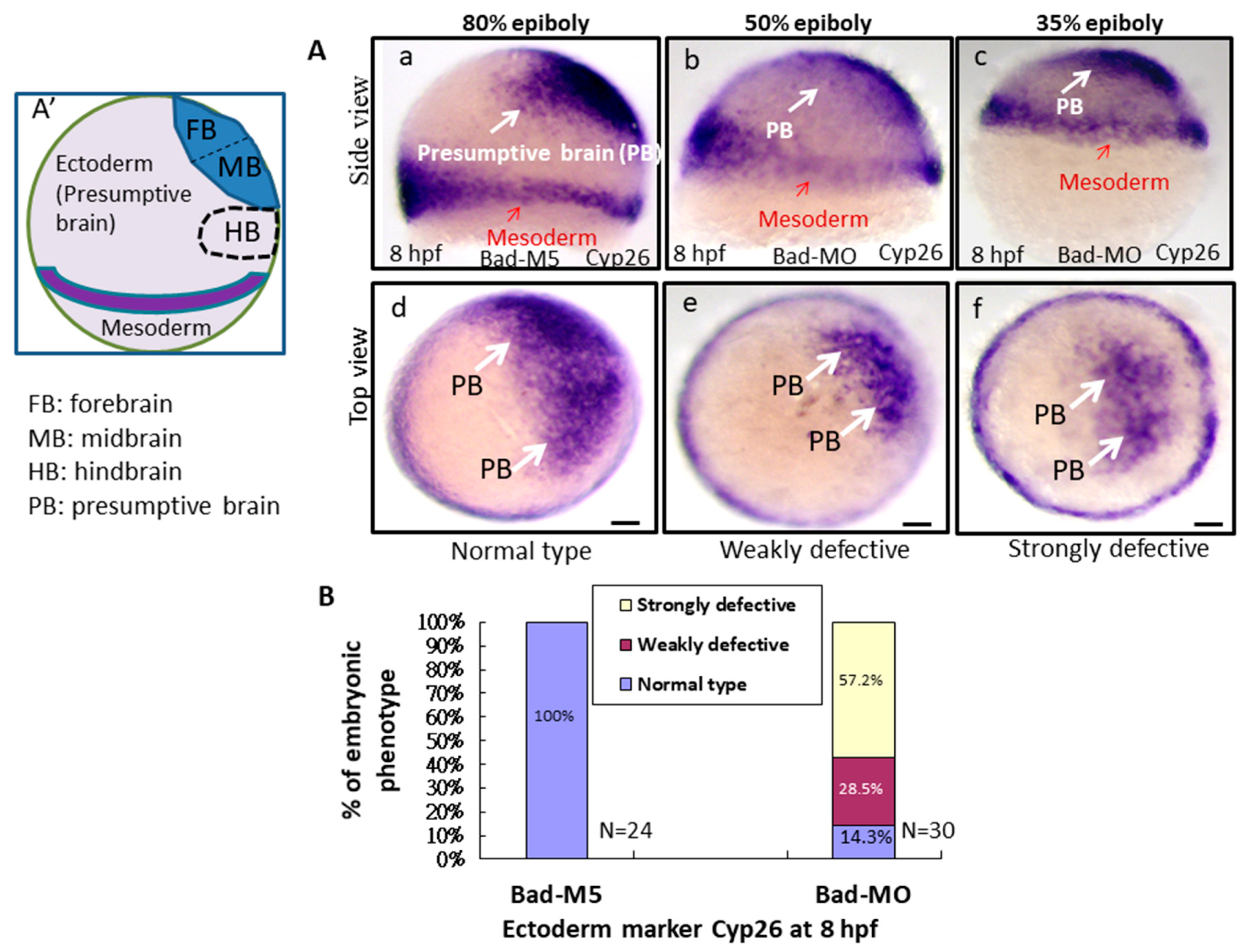 Ijms 22 04832 g004a Ijms 22 04832 g004a