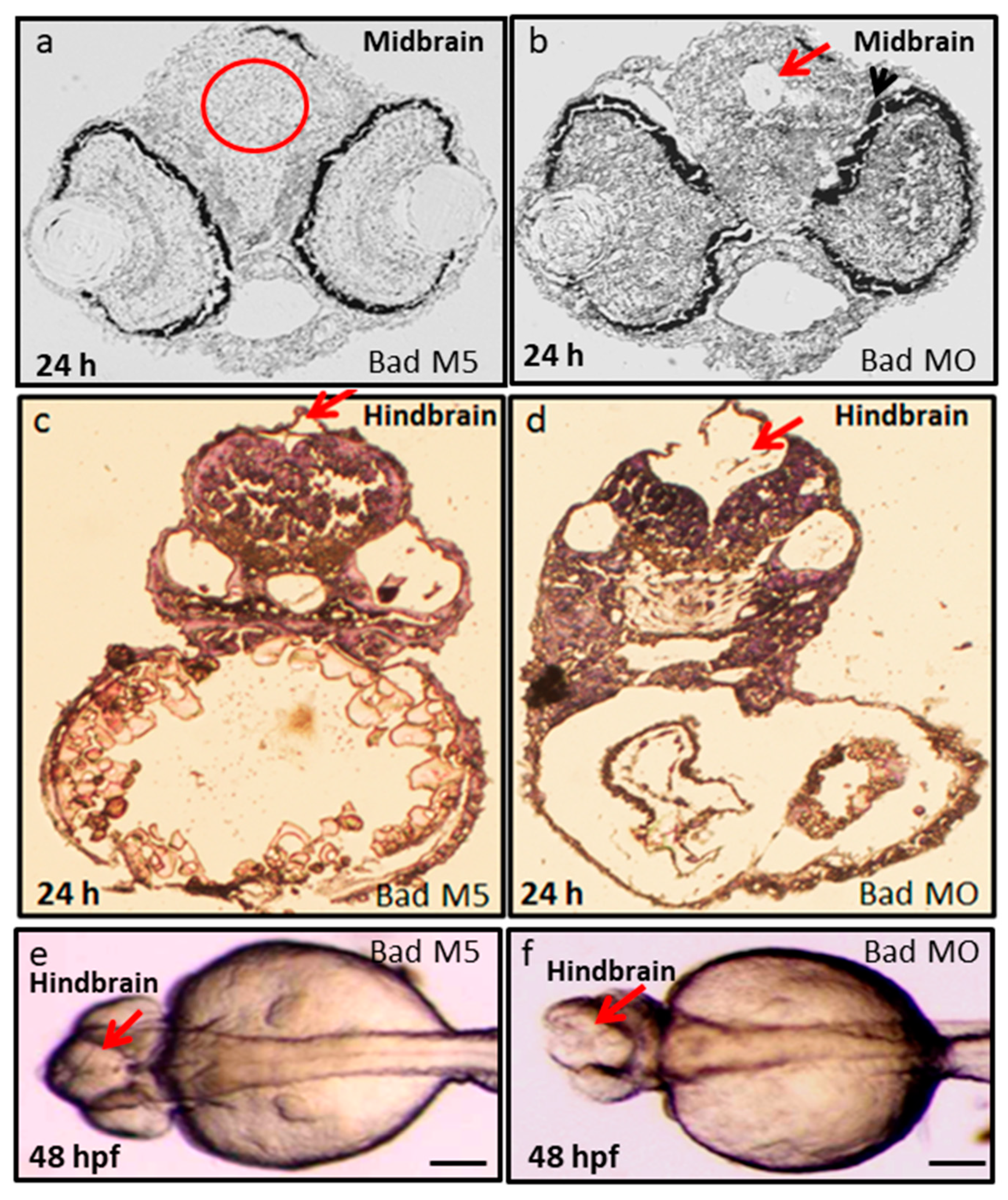 Ijms 22 04832 g006 Ijms 22 04832 g006