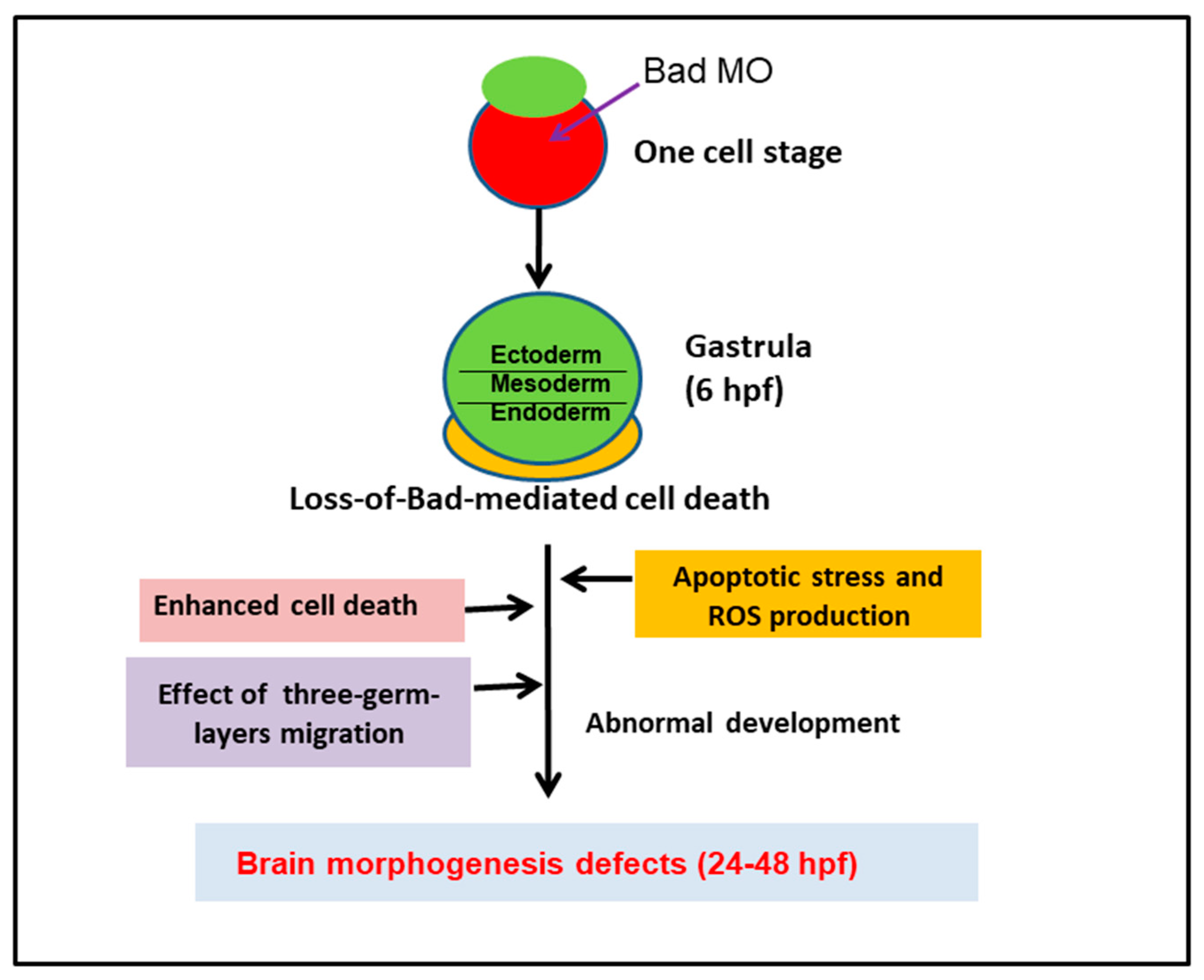 Ijms 22 04832 g008 Ijms 22 04832 g008