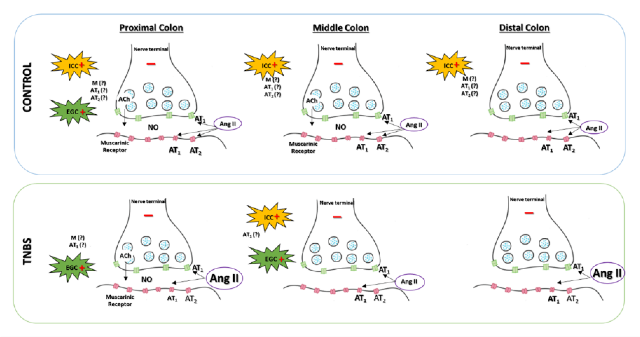 Ijms 22 04836 g009 Ijms 22 04836 g009