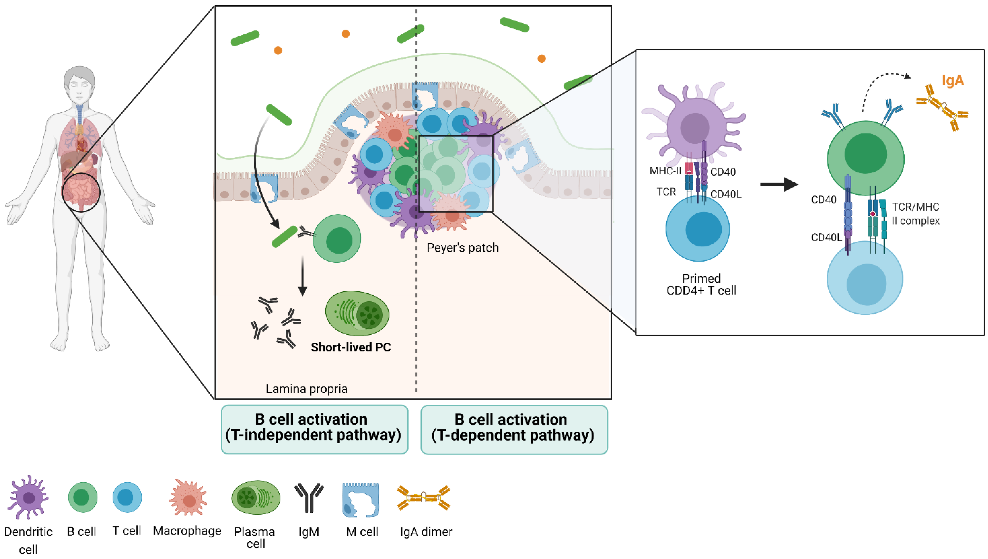 The systemic anti-microbiota IgG repertoire can identify gut