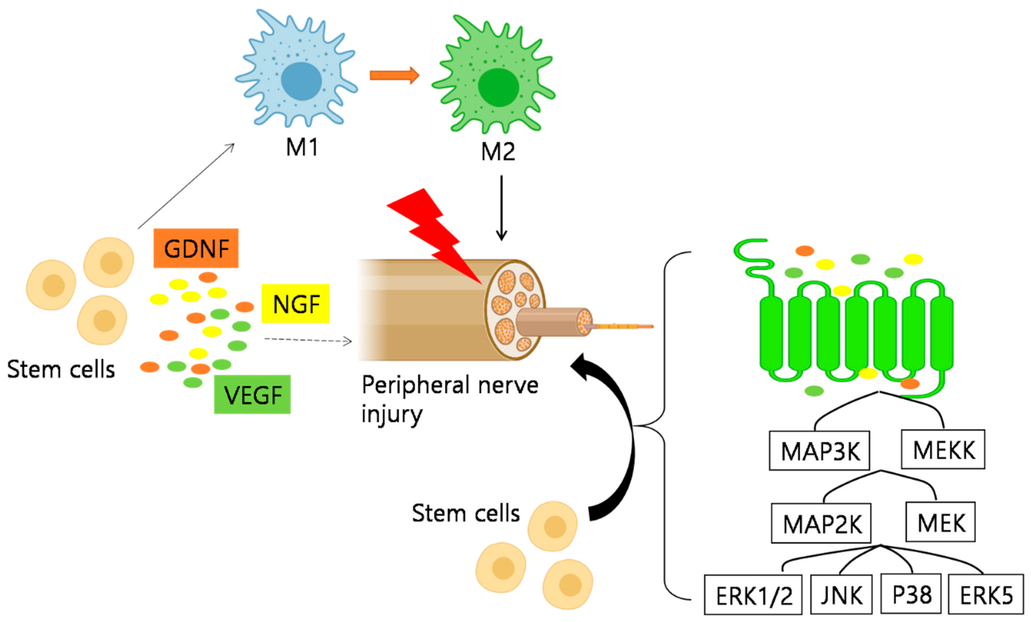 Ijms 22 04853 g003 Ijms 22 04853 g003