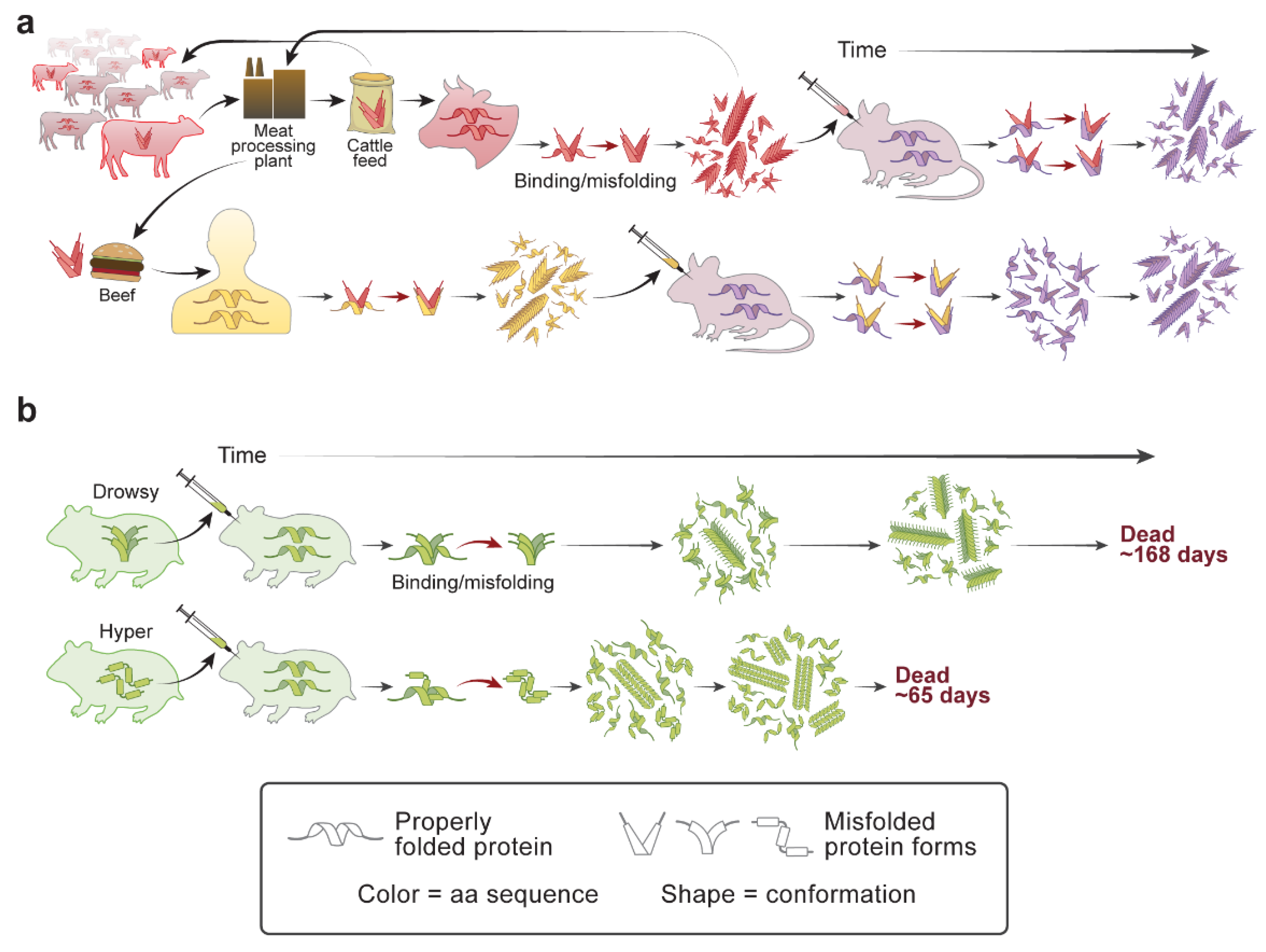 How an Infection of Sheep Revealed Prion Mechanisms in How an Infection of Sheep Revealed Prion Mechanisms in