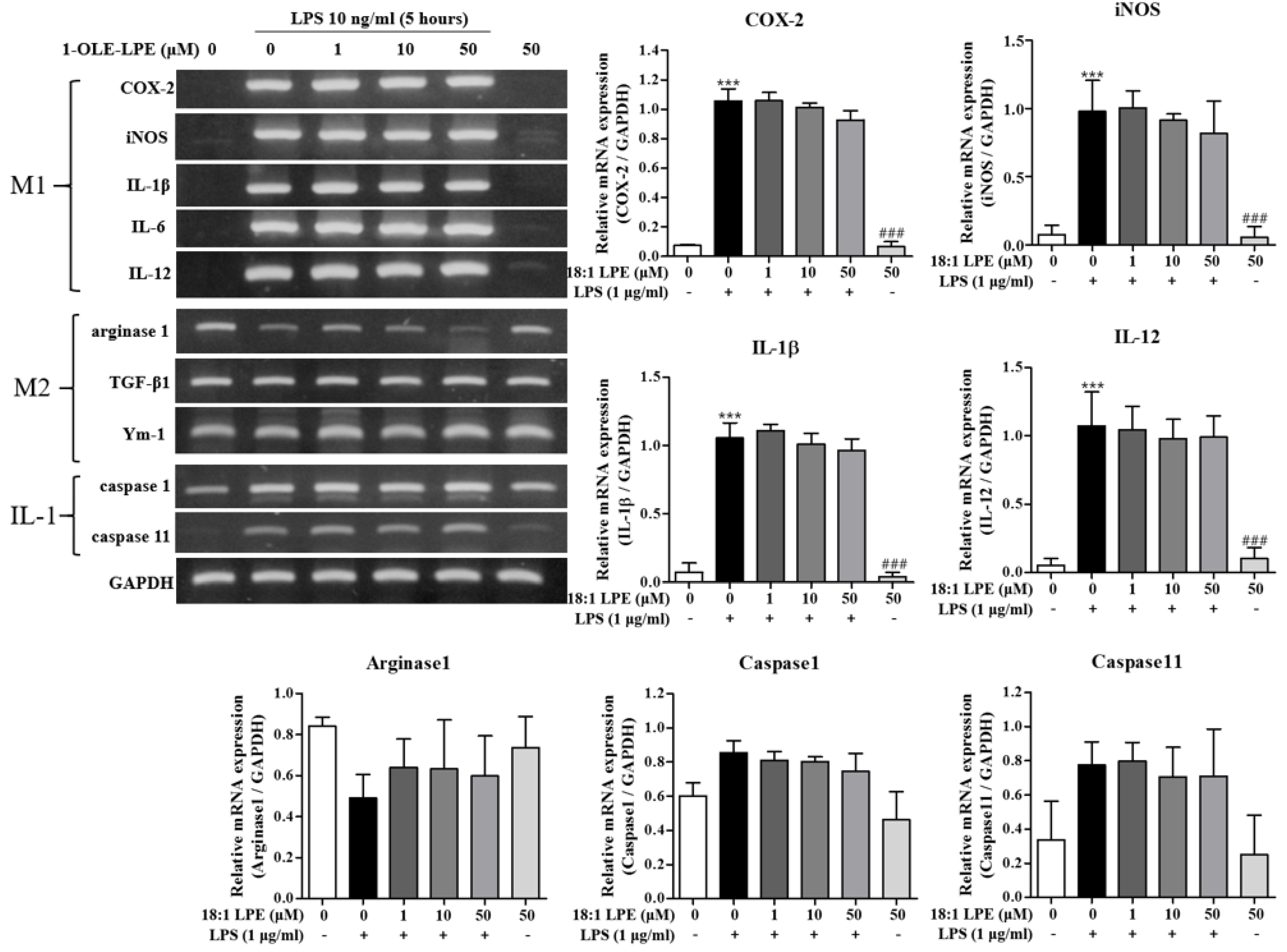 Ijms 22 04865 g002 Ijms 22 04865 g002