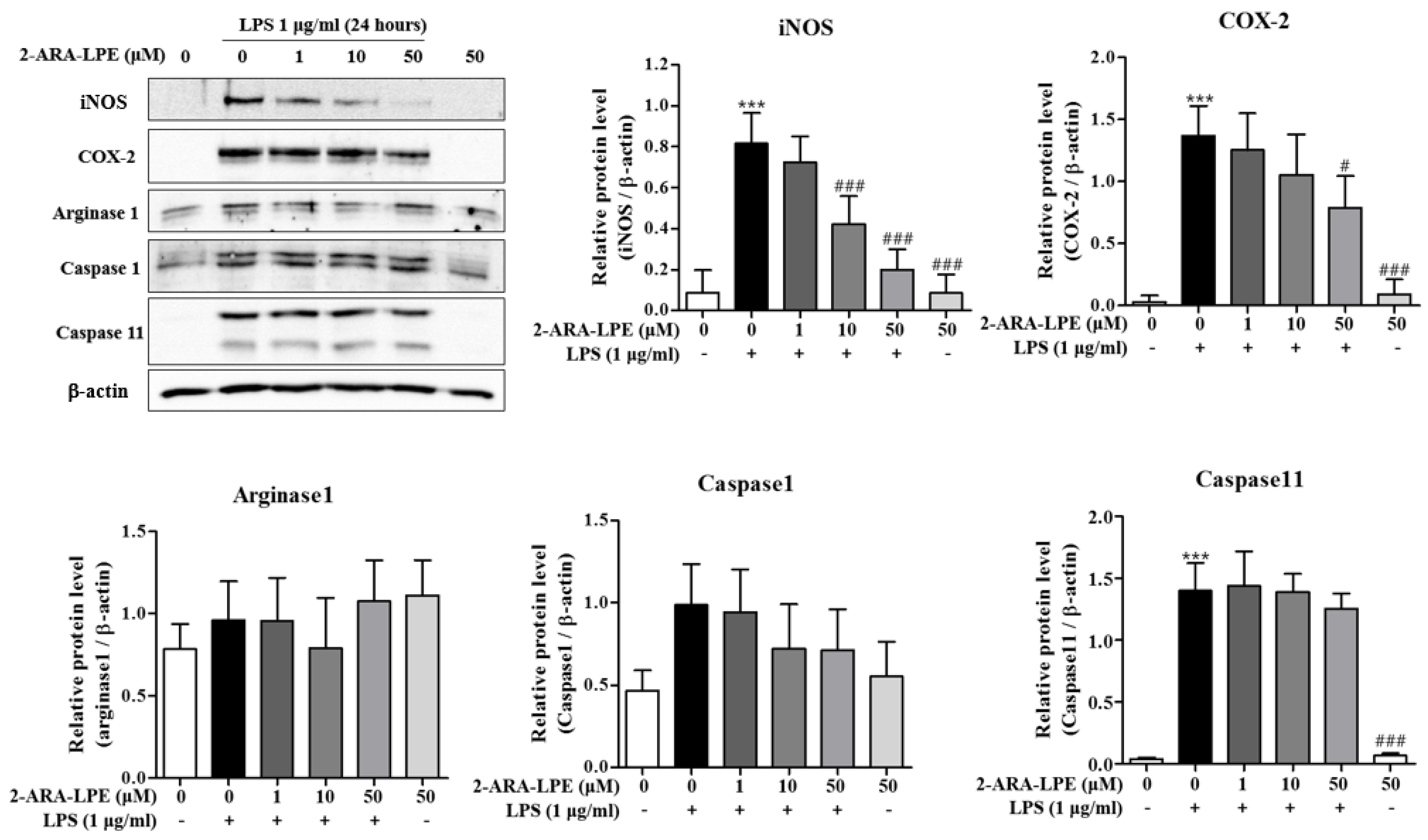 Ijms 22 04865 g003 Ijms 22 04865 g003