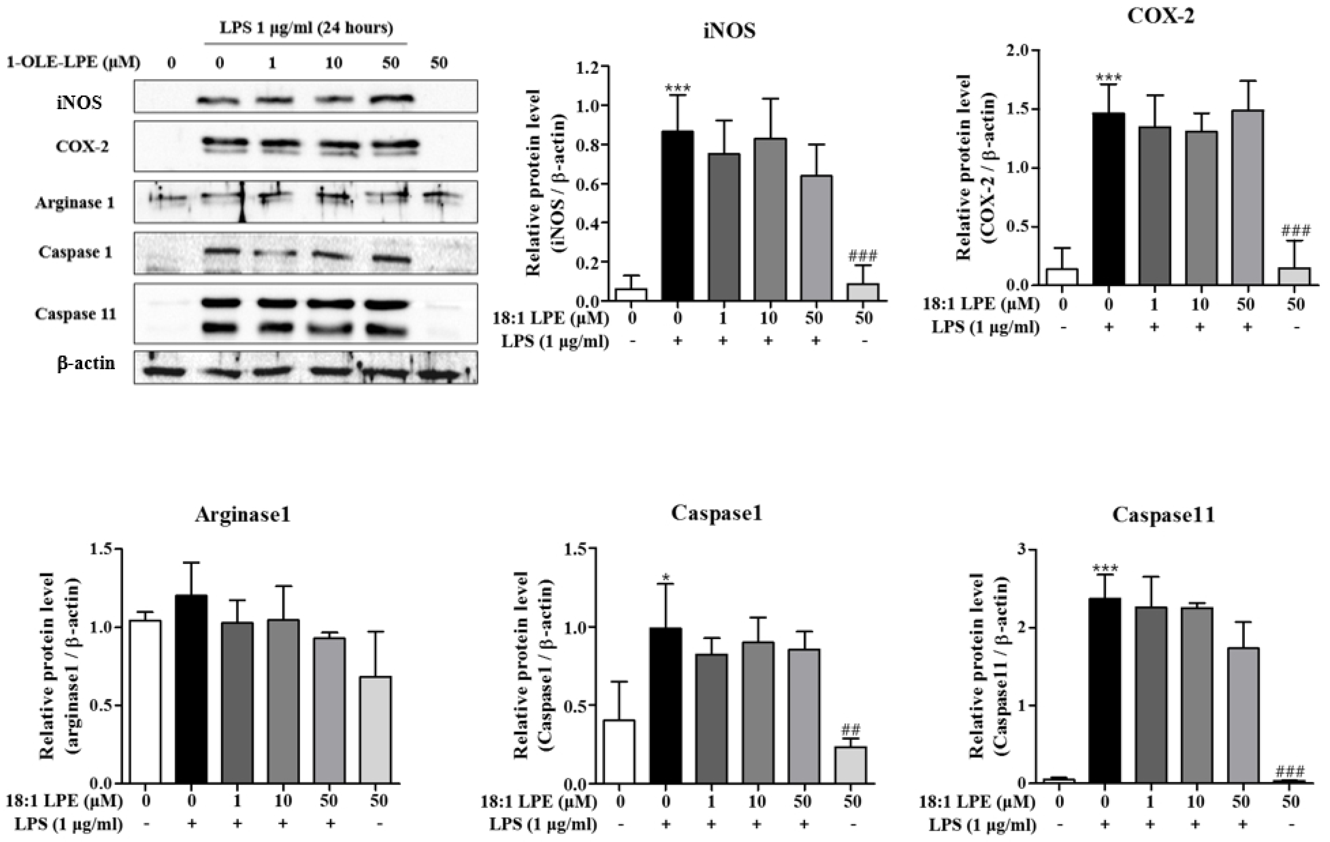 Ijms 22 04865 g004 Ijms 22 04865 g004