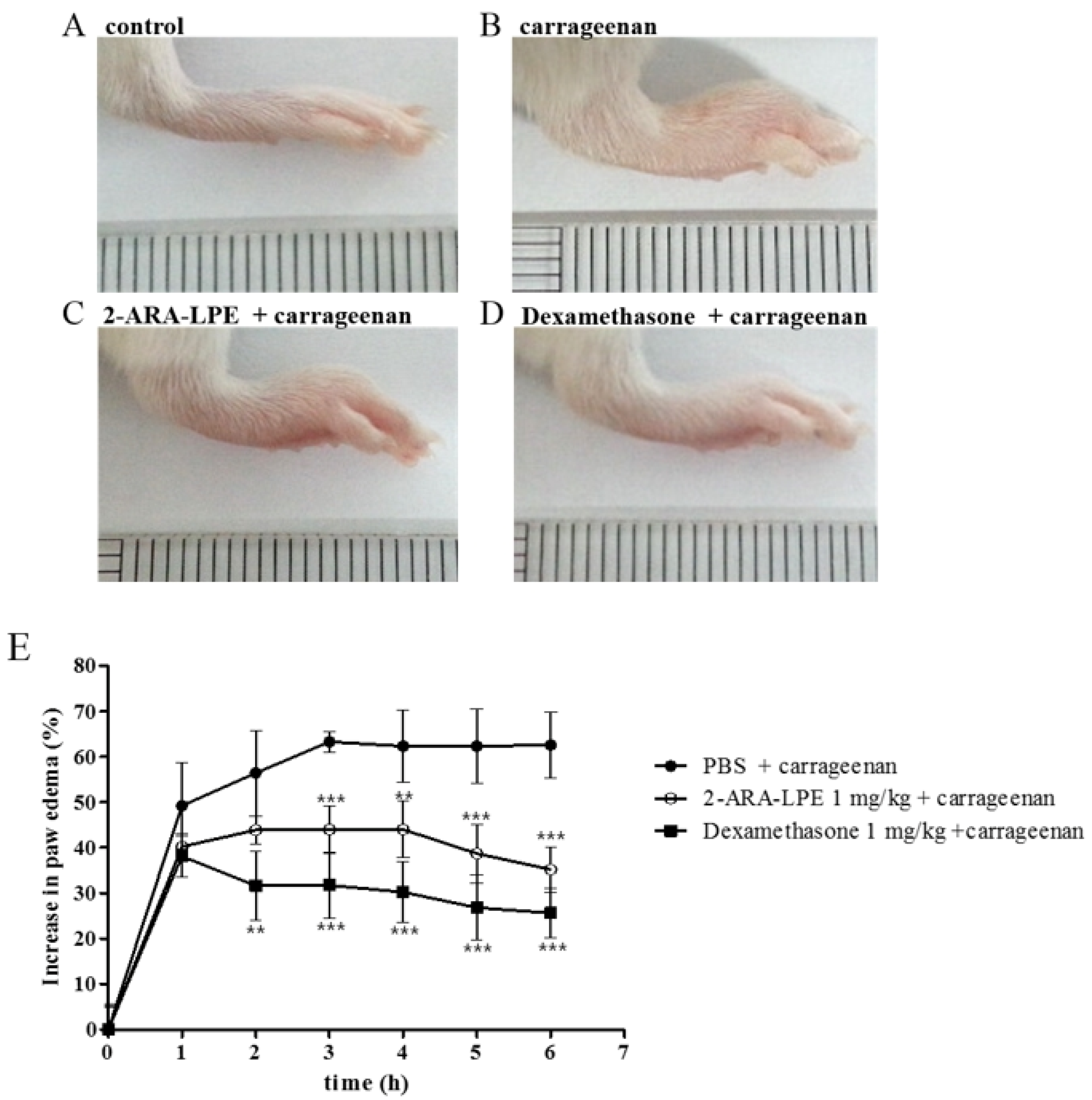 Ijms 22 04865 g006 Ijms 22 04865 g006