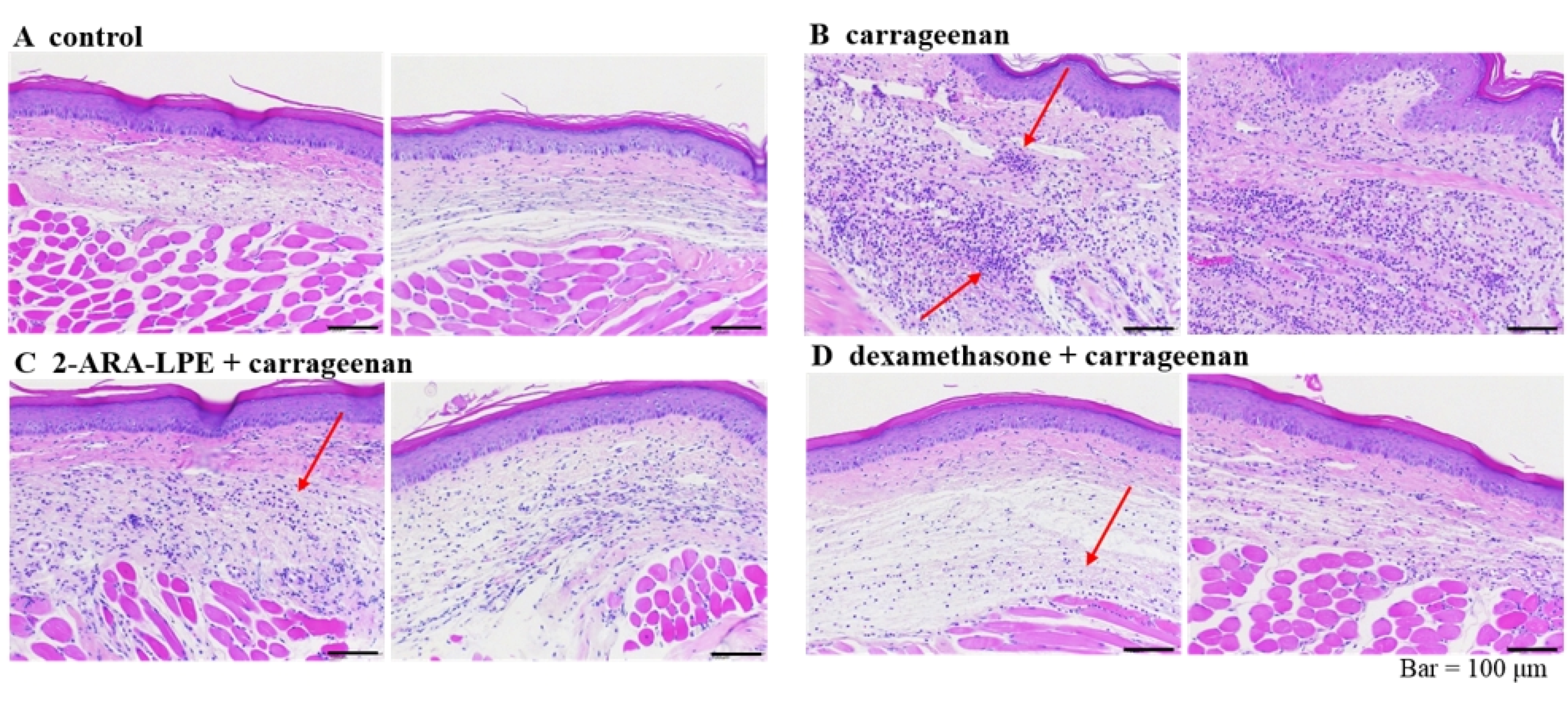 Ijms 22 04865 g007 Ijms 22 04865 g007