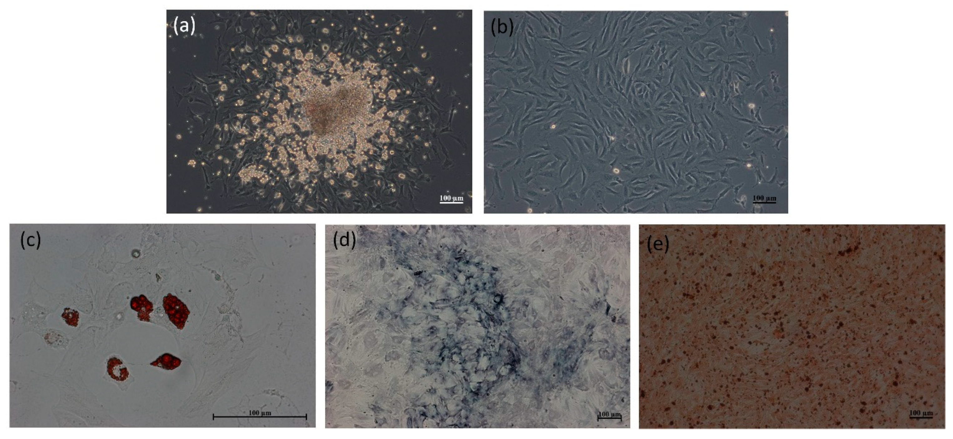 Ijms 22 04873 g002 Ijms 22 04873 g002