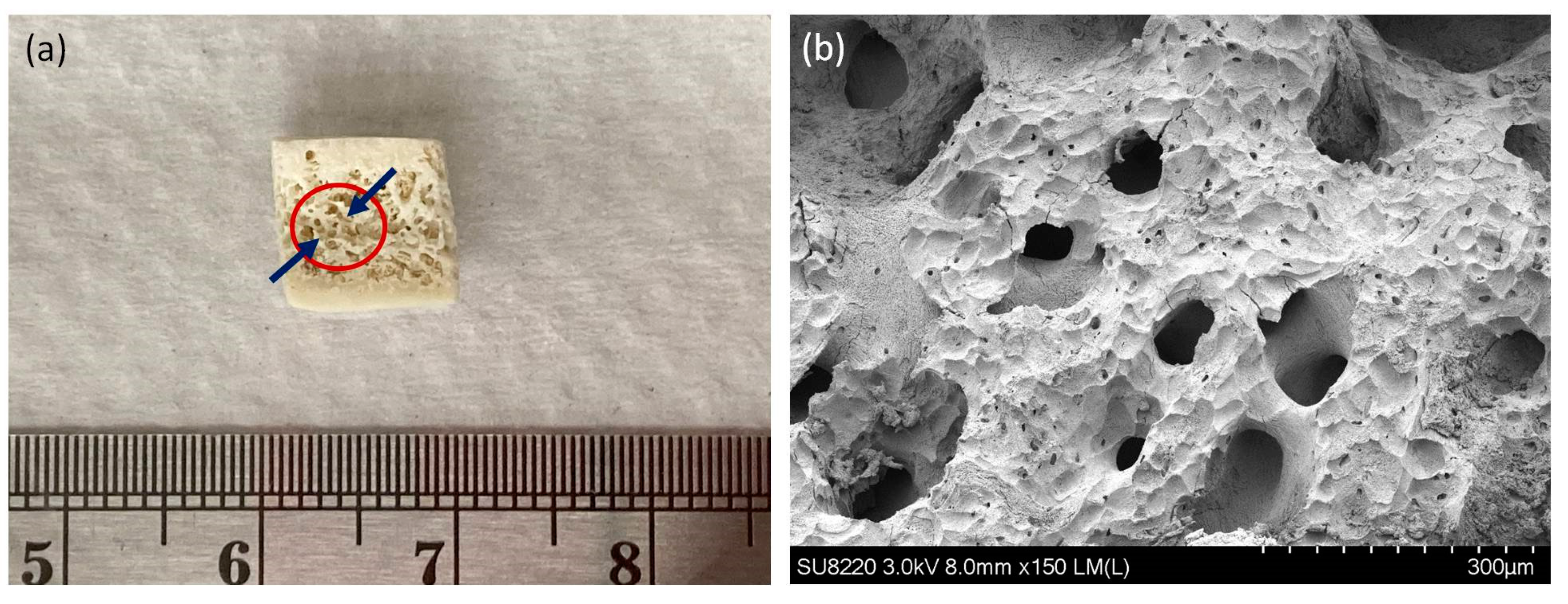 Ijms 22 04873 g006 Ijms 22 04873 g006