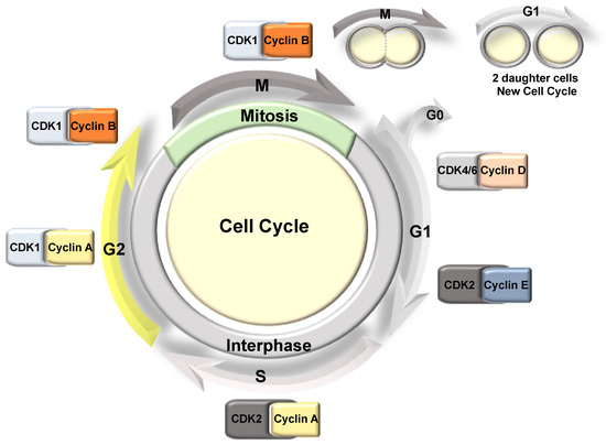 Ijms Free Full Text Role Of Hypoxia In The Control Of The Cell Cycle