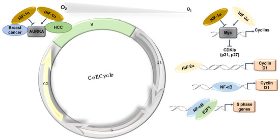 Ijms Free Full Text Role Of Hypoxia In The Control Of The Cell Cycle