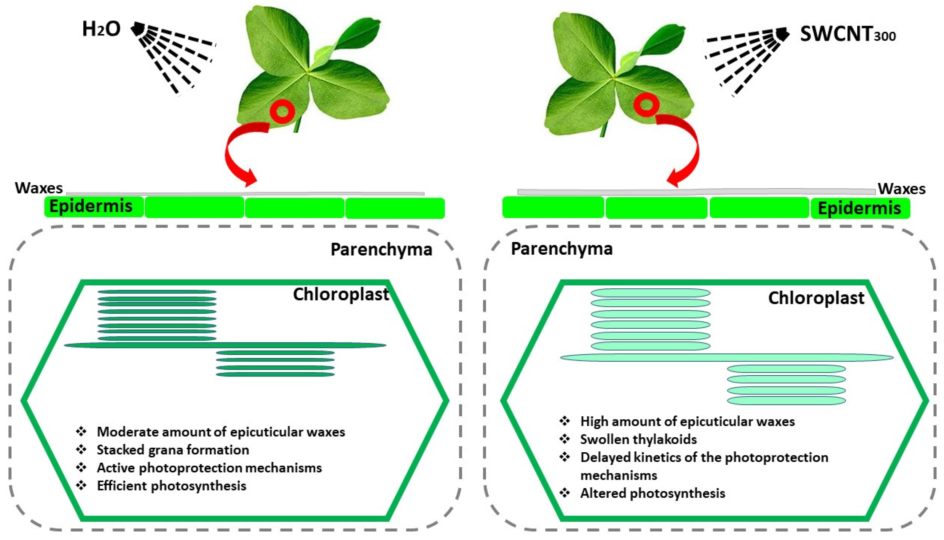 Ijms 22 04878 g009 Ijms 22 04878 g009